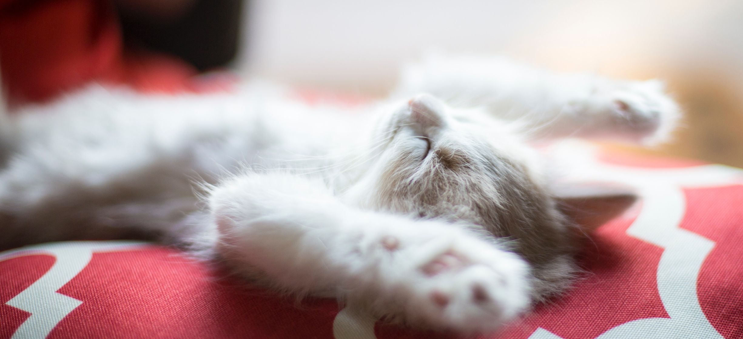 Home Dayna's Pet Sitting