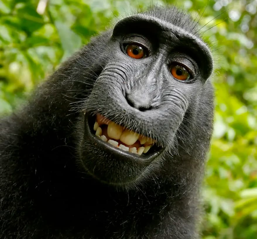 Selfie taken by Naruto the monkey