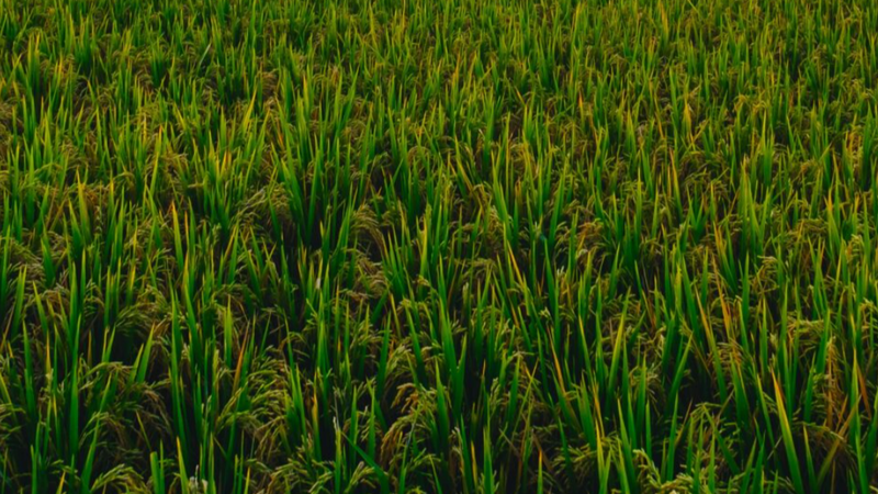 Featured Image for the impact story