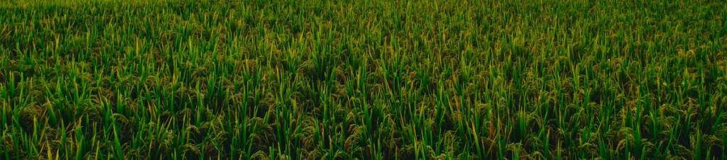 AI4D Research and Innovation for Climate Hub