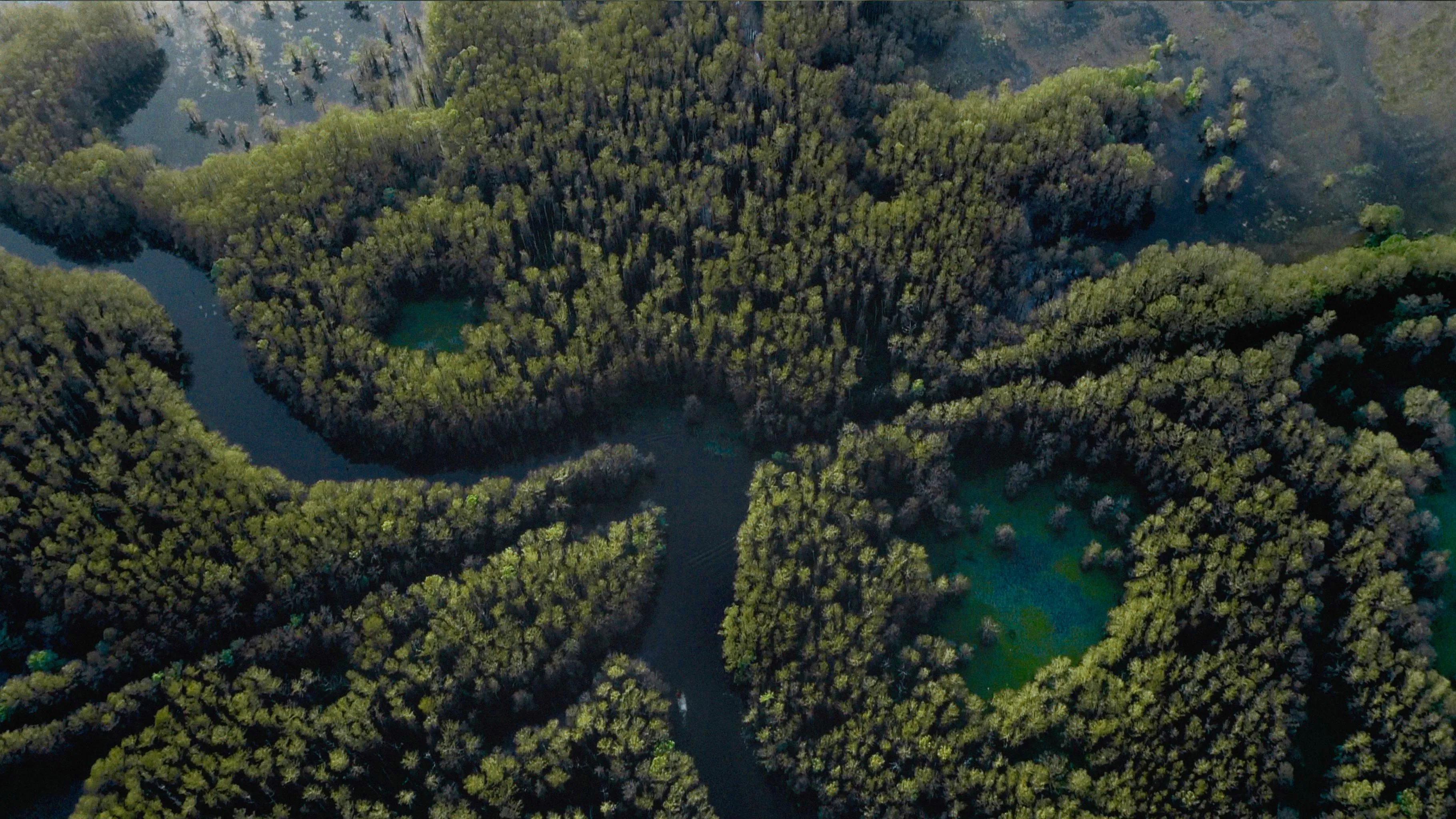 Caddo Lake: The Time Travel Film That's Smoother Than Melted Butter