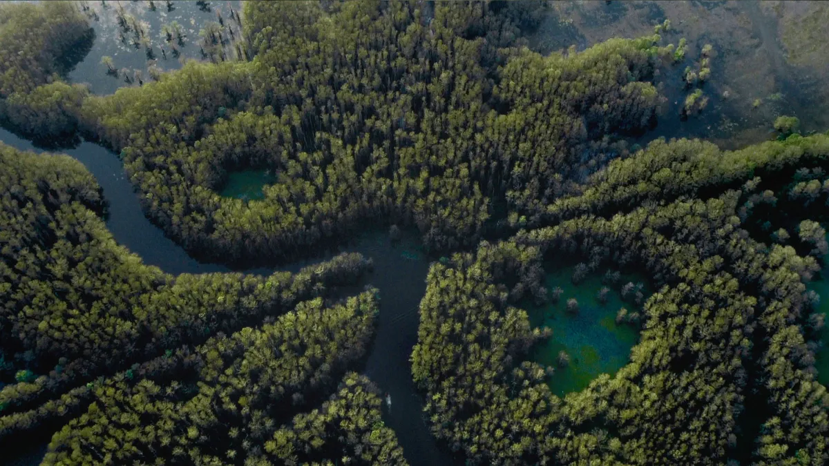 Caddo Lake: The Time Travel Film That's Smoother Than Melted Butter
