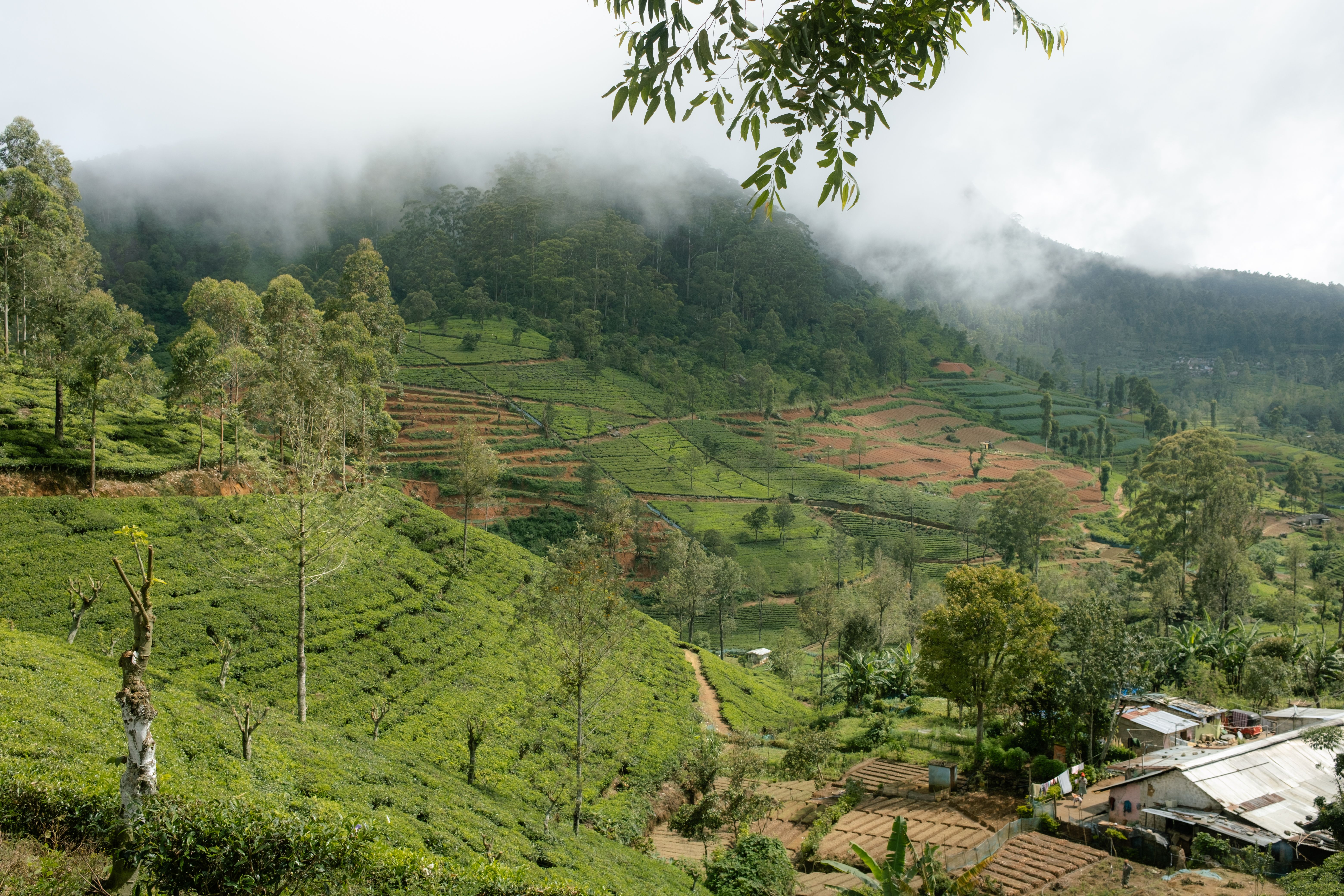 Misty mountain landscape with tea plantations and agricultural terraces