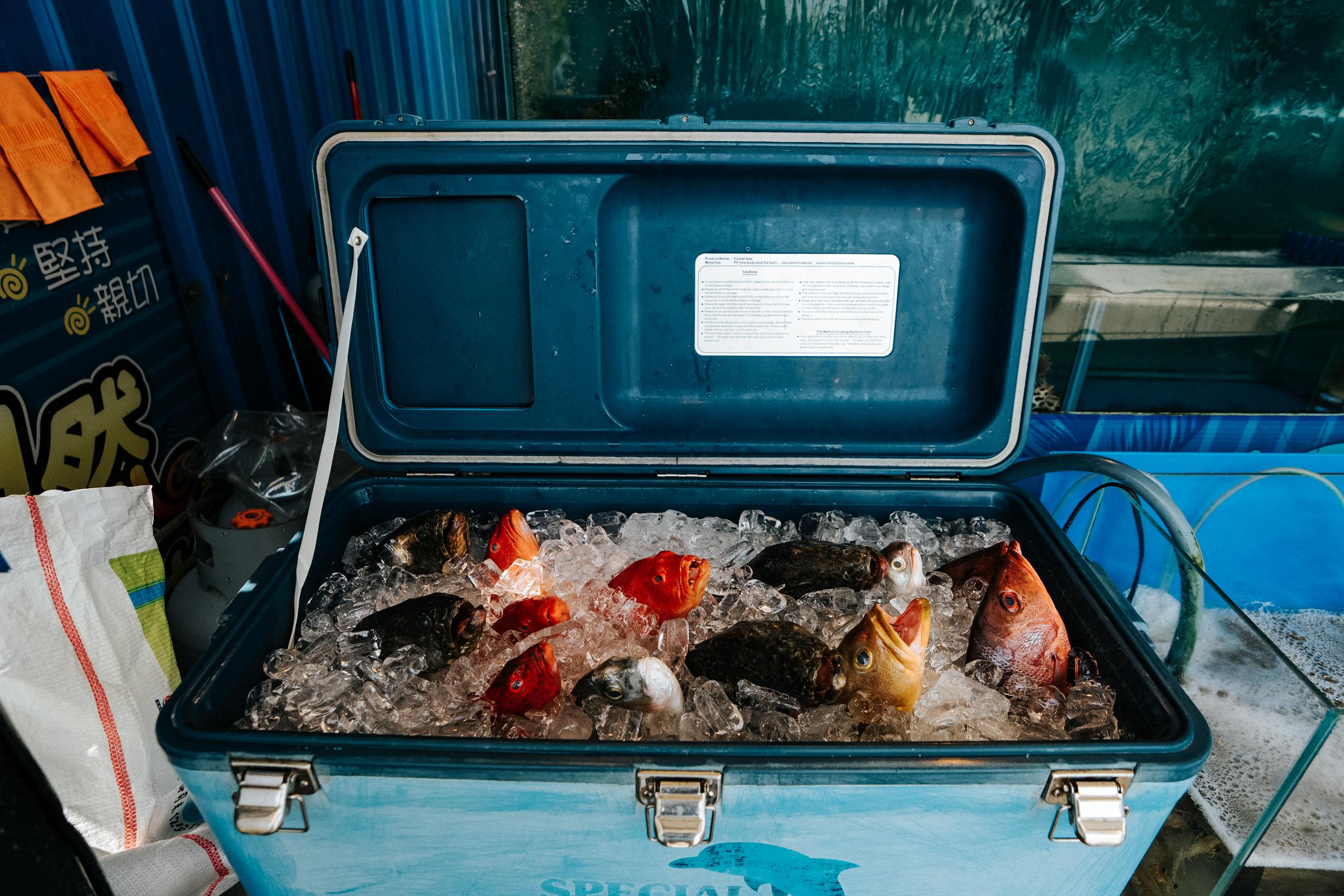 Blue cooler filled with fresh fish on ice at market
