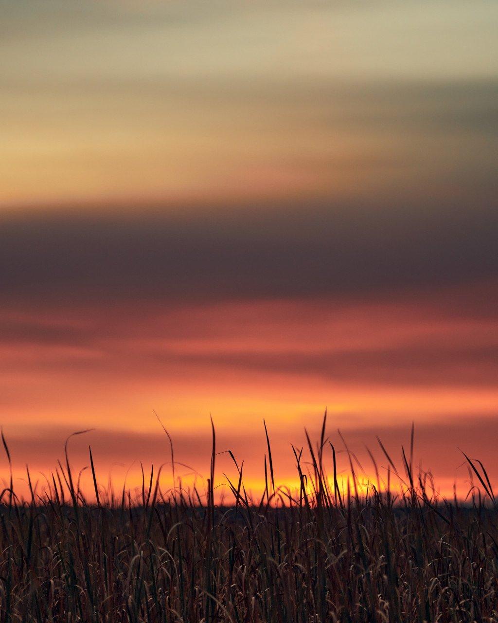 Golden sunset sky with silhouetted tall grass in foreground