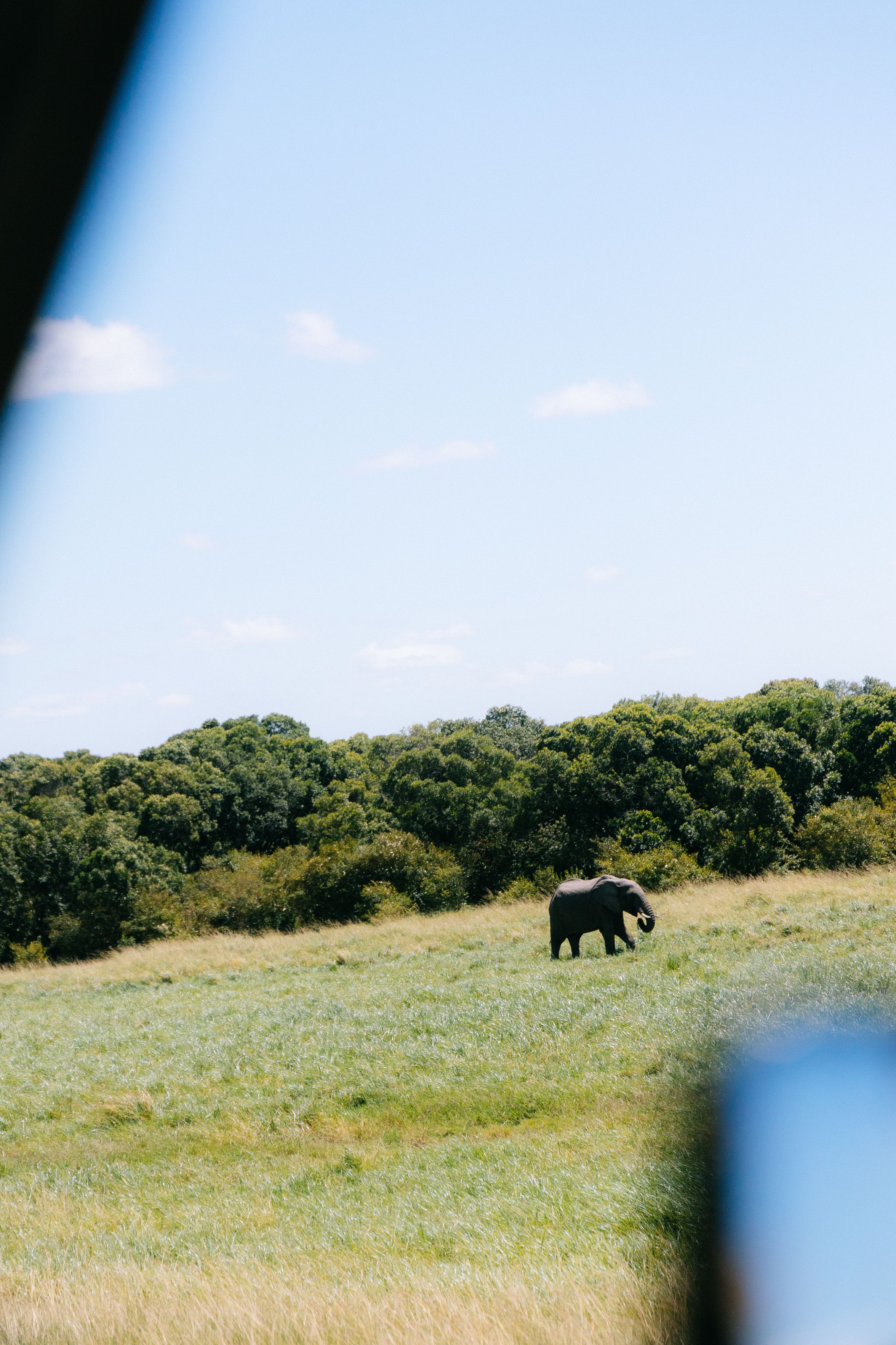 Elephant grazing in open field with trees and blue sky