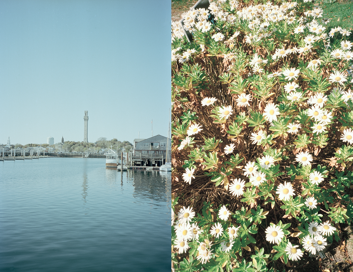 Coastal harbor scene with docked boats and white wildflowers in natural setting