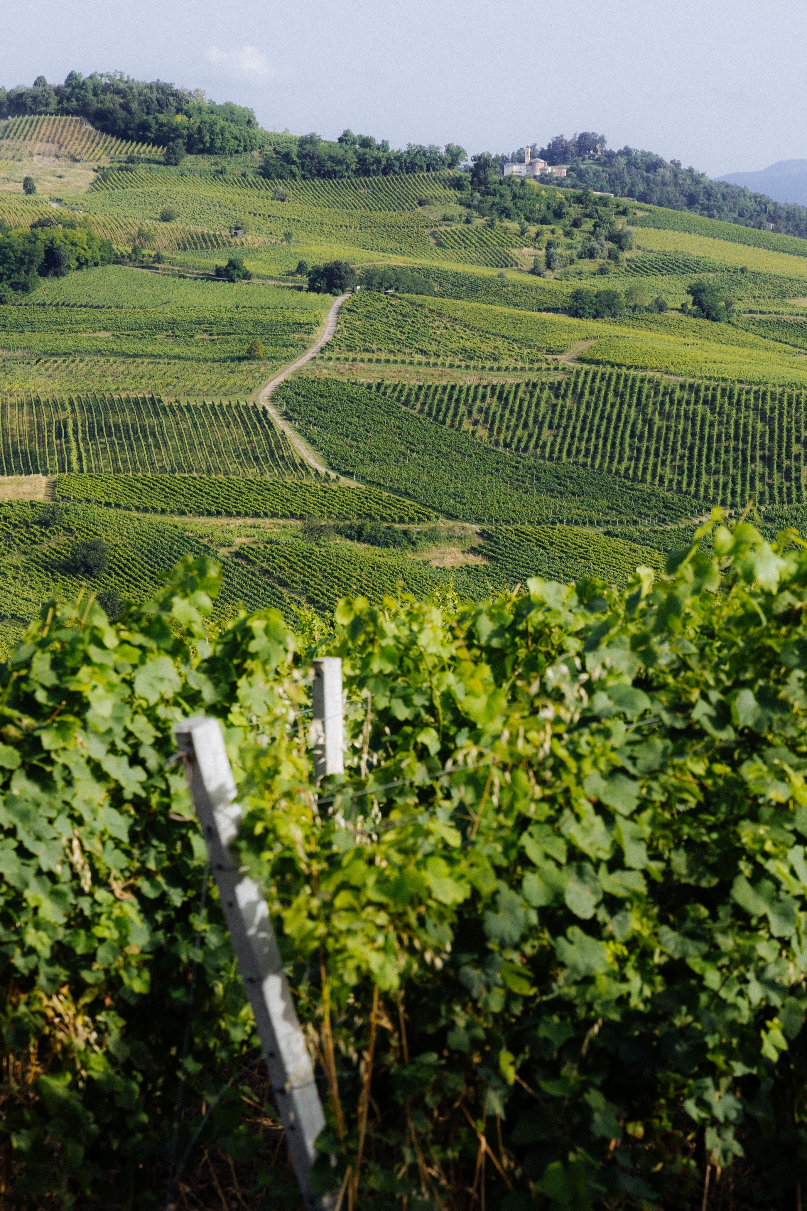 Rolling vineyard hills with terraced grape vines and winding dirt path through green landscape