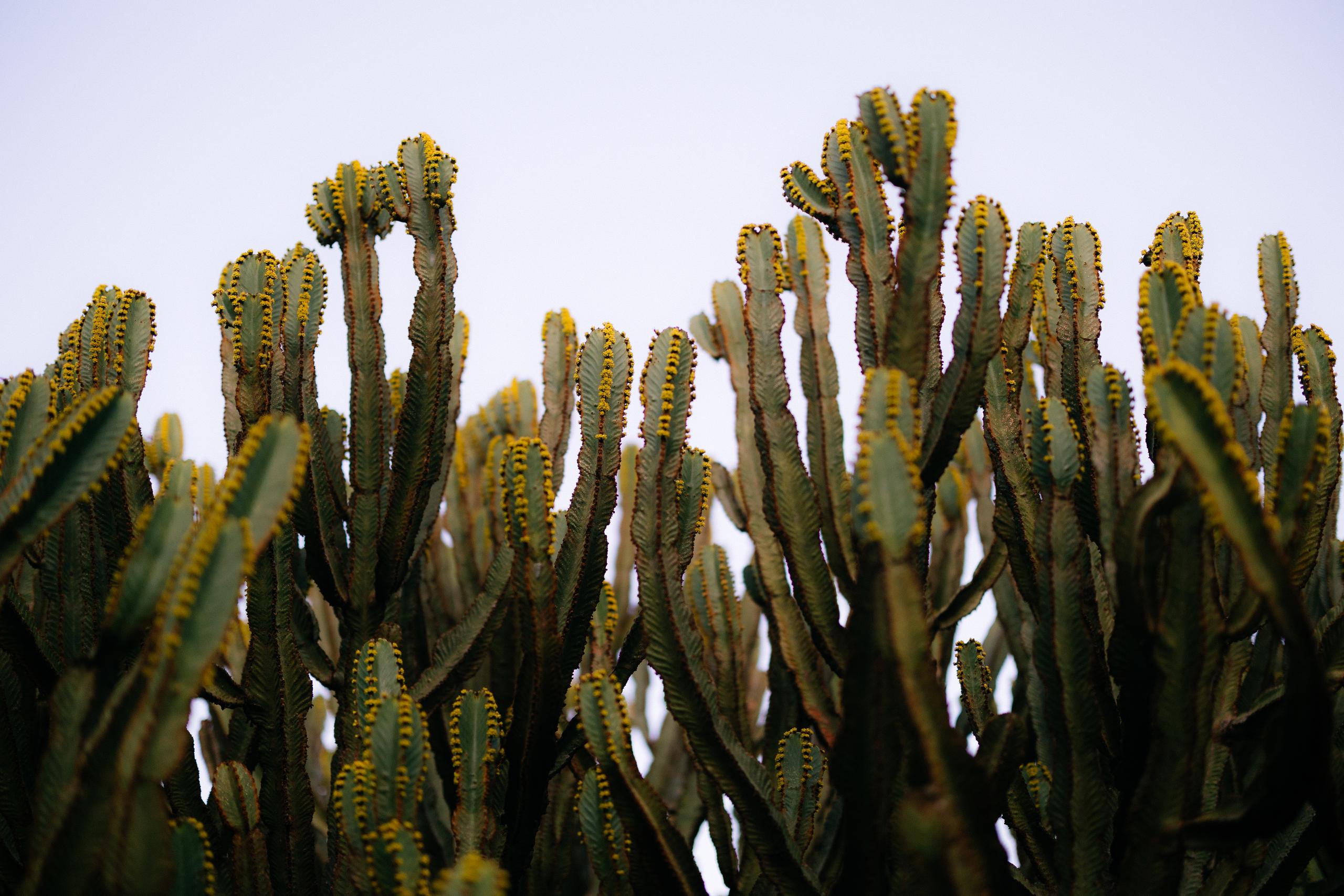 Desert cactus plants against pale sky in natural landscape setting