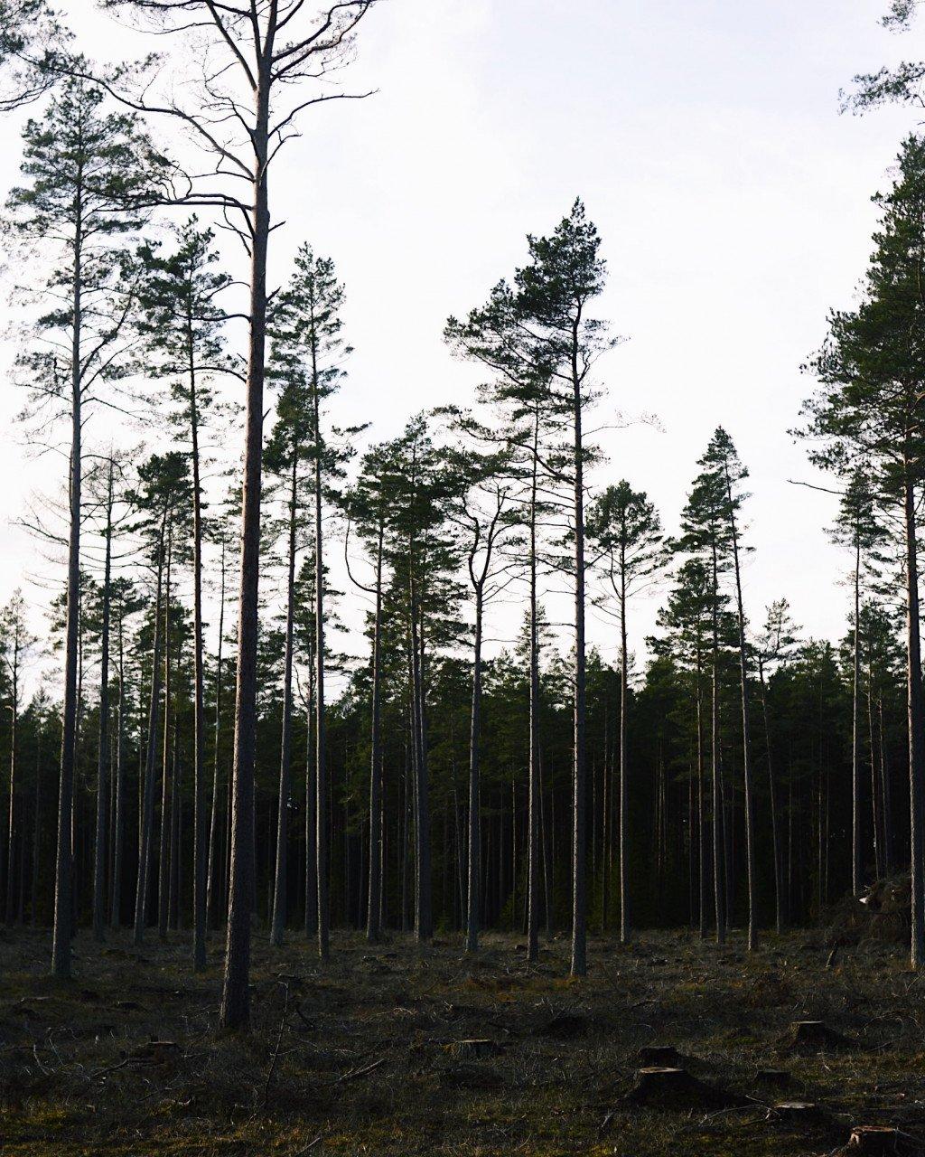 Forest landscape with tall pine trees under overcast sky in Sweden