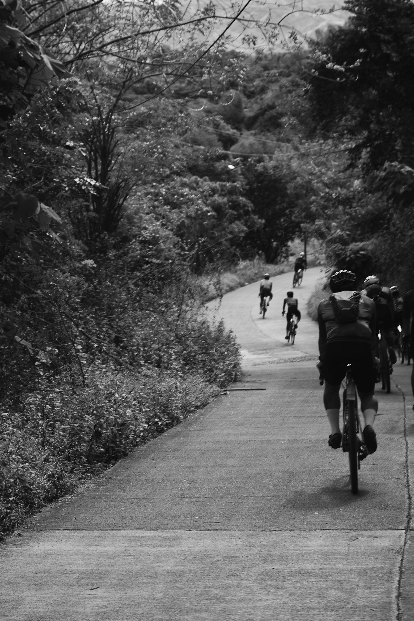 Black and white photo of cyclists riding on winding tree-lined road