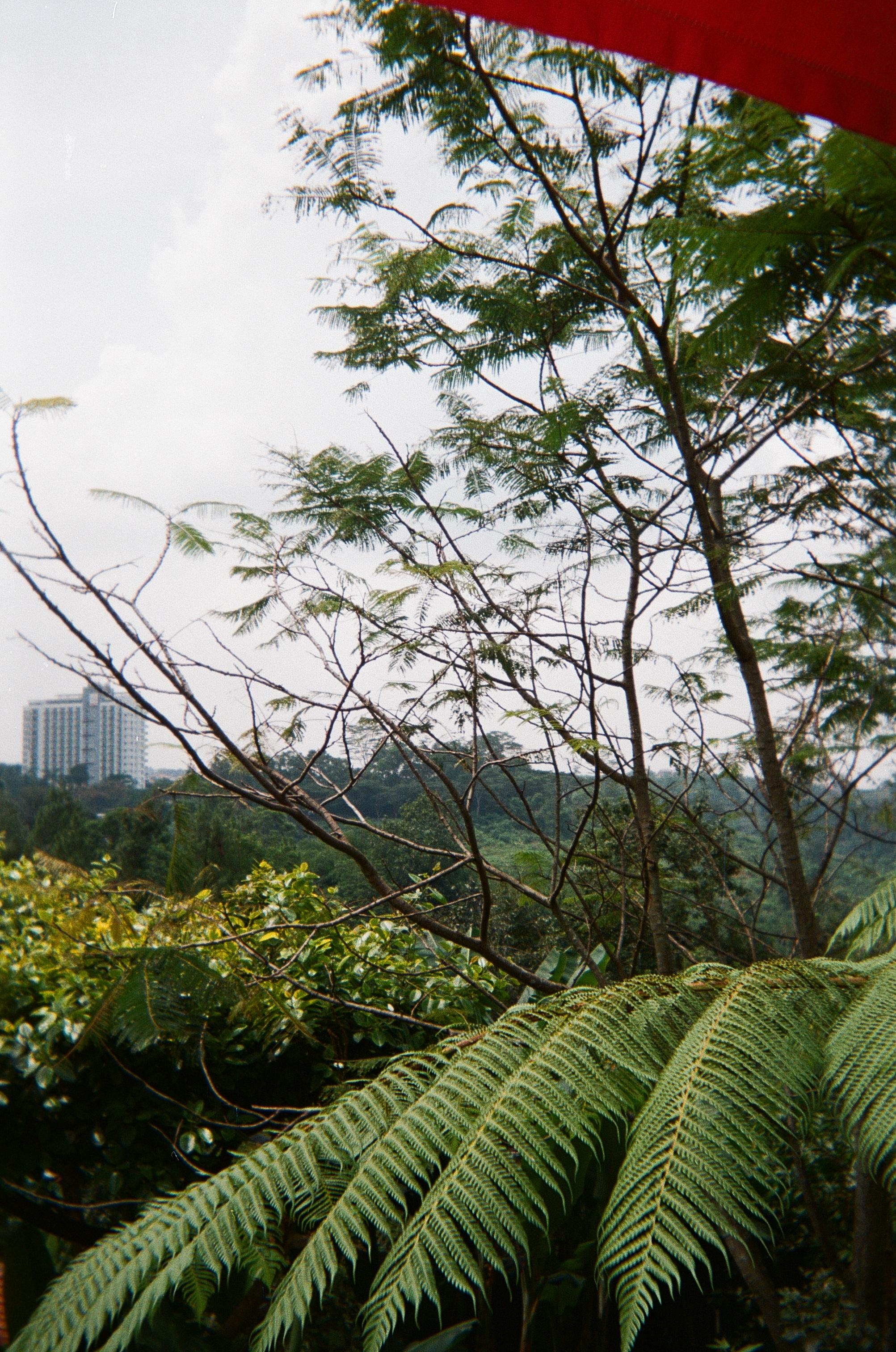 Tropical landscape with ferns and trees overlooking distant buildings in Flores, Indonesia