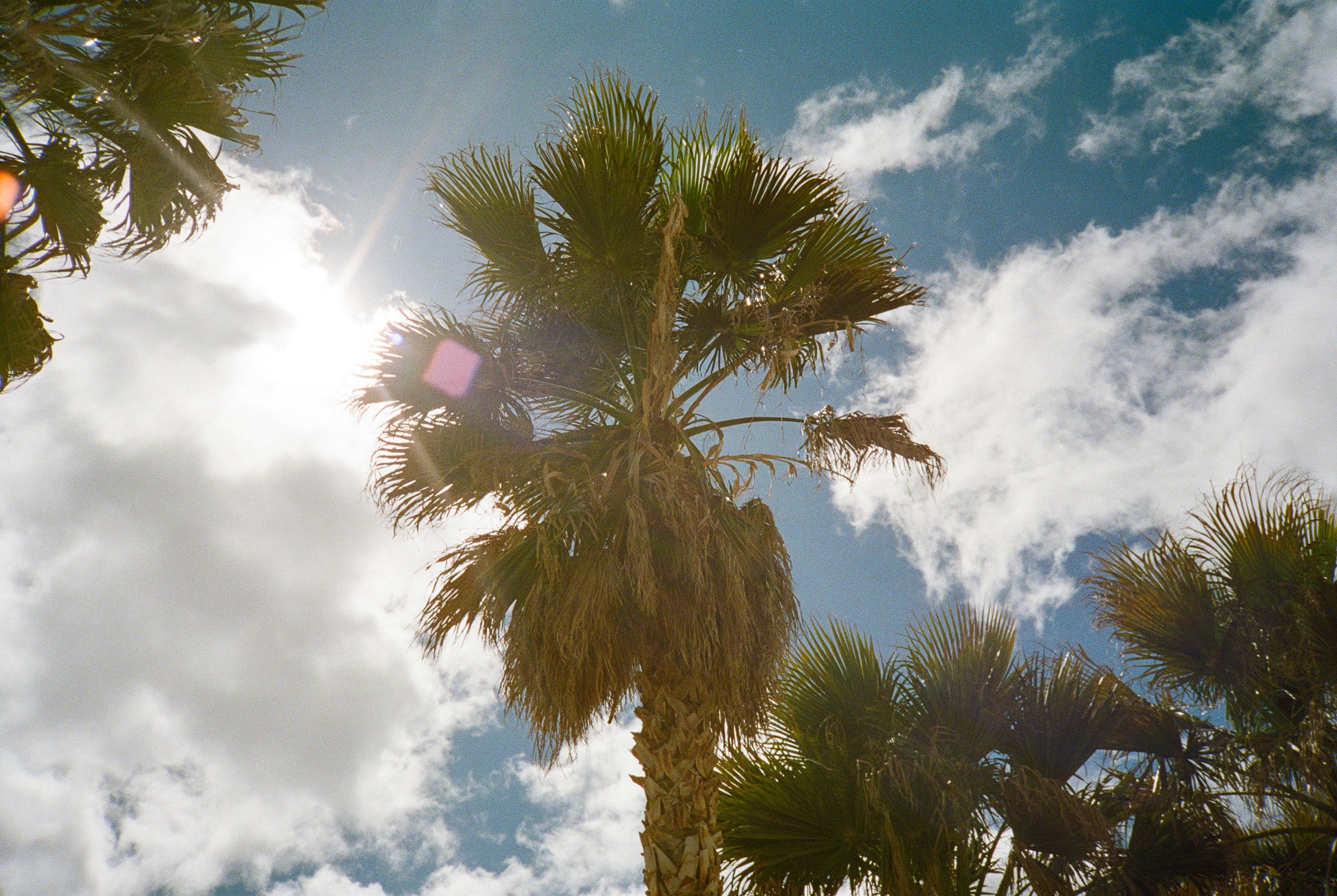 Palm trees against blue sky with clouds and sunlight