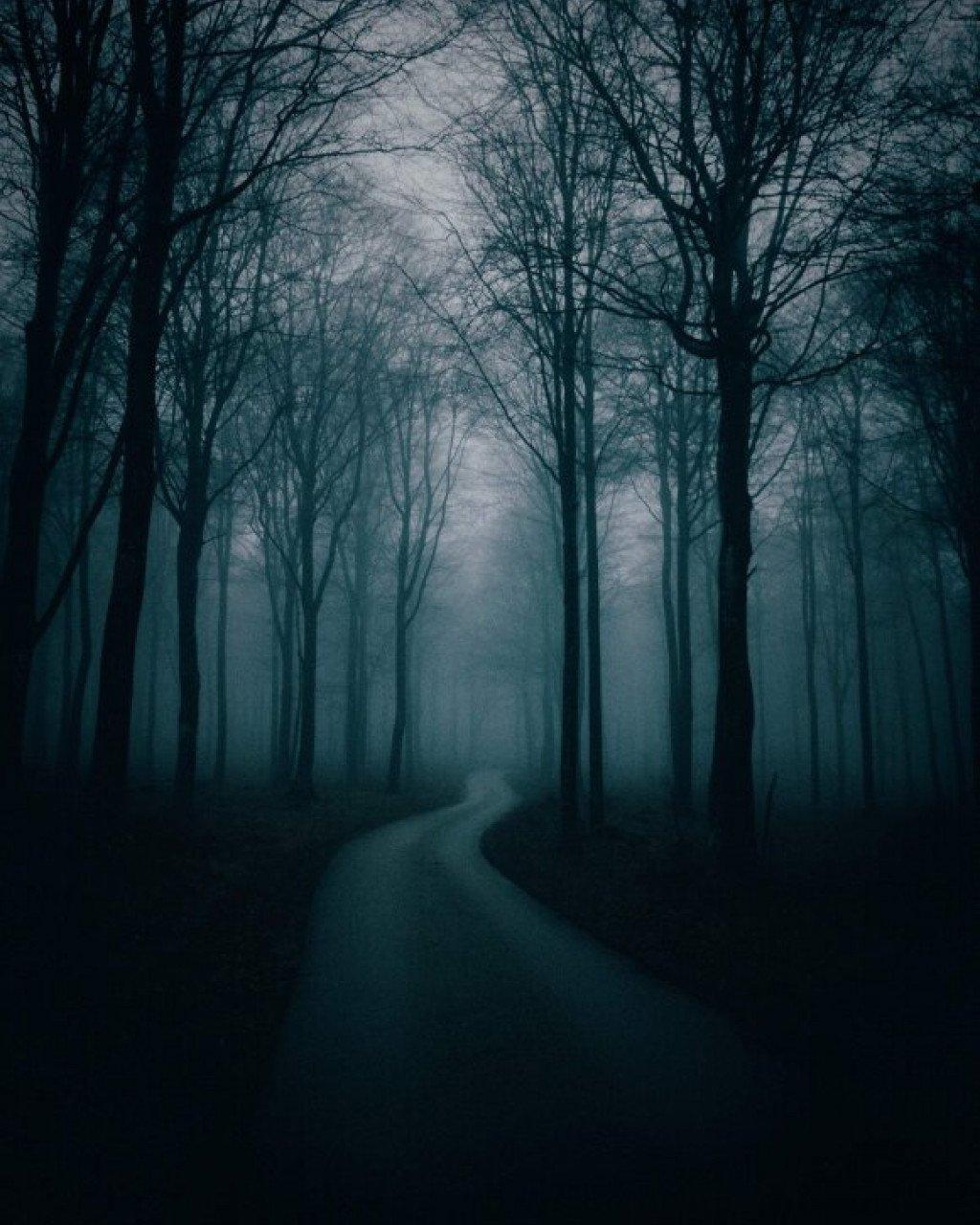 Misty forest path winding through bare trees in atmospheric lighting