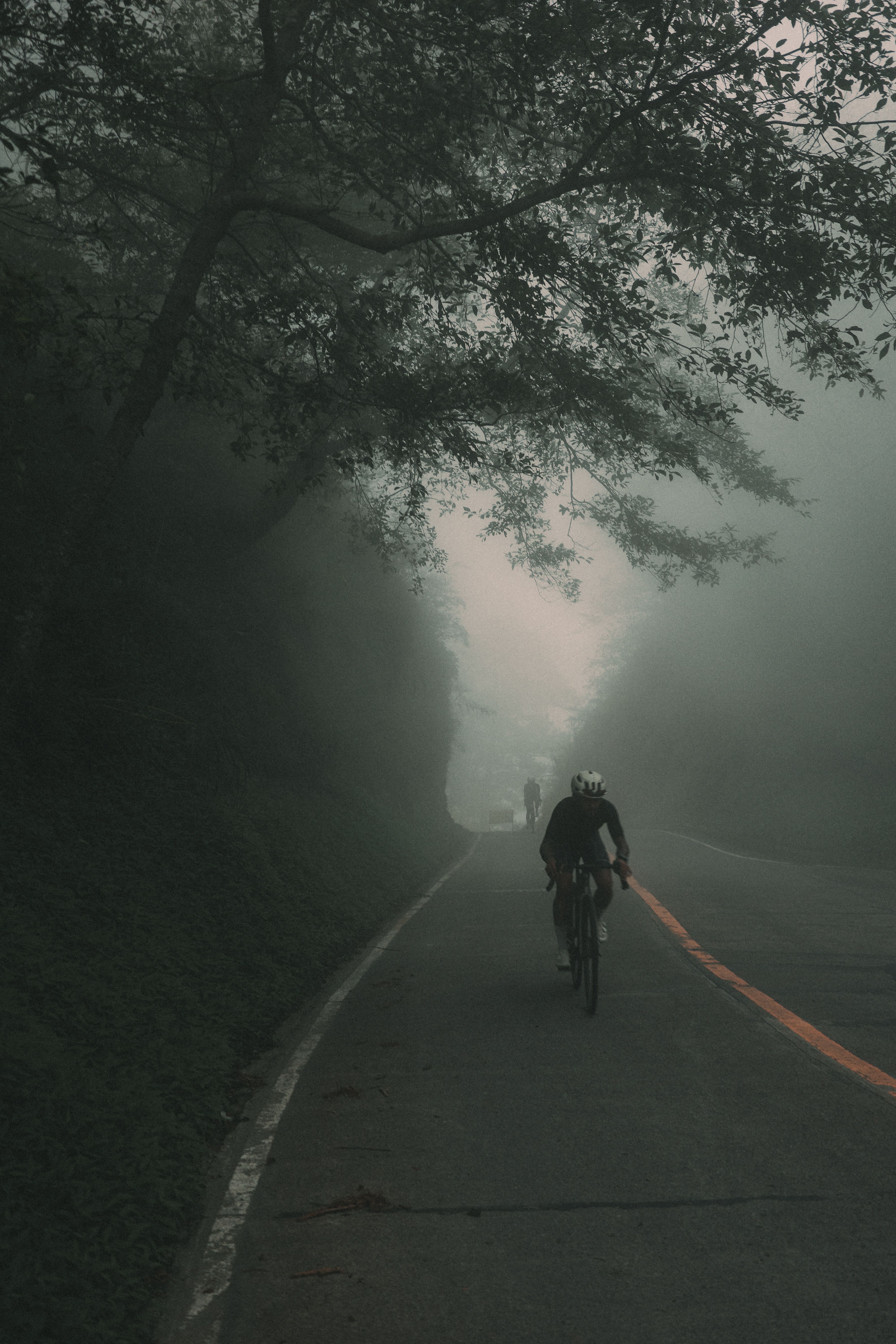 Cyclist riding on misty tree-lined road in fog