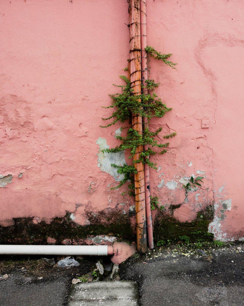 Green plants growing along weathered pink wall with pipe