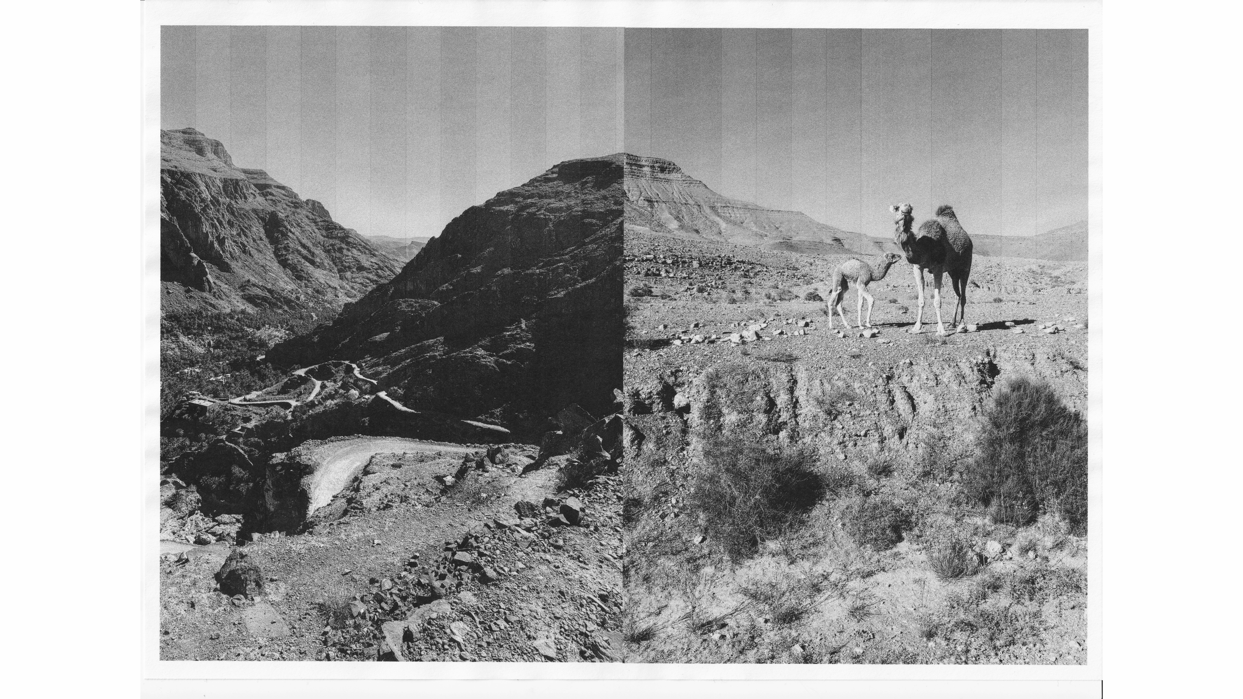 Black and white photograph of camels in desert landscape with mountains and rocky terrain