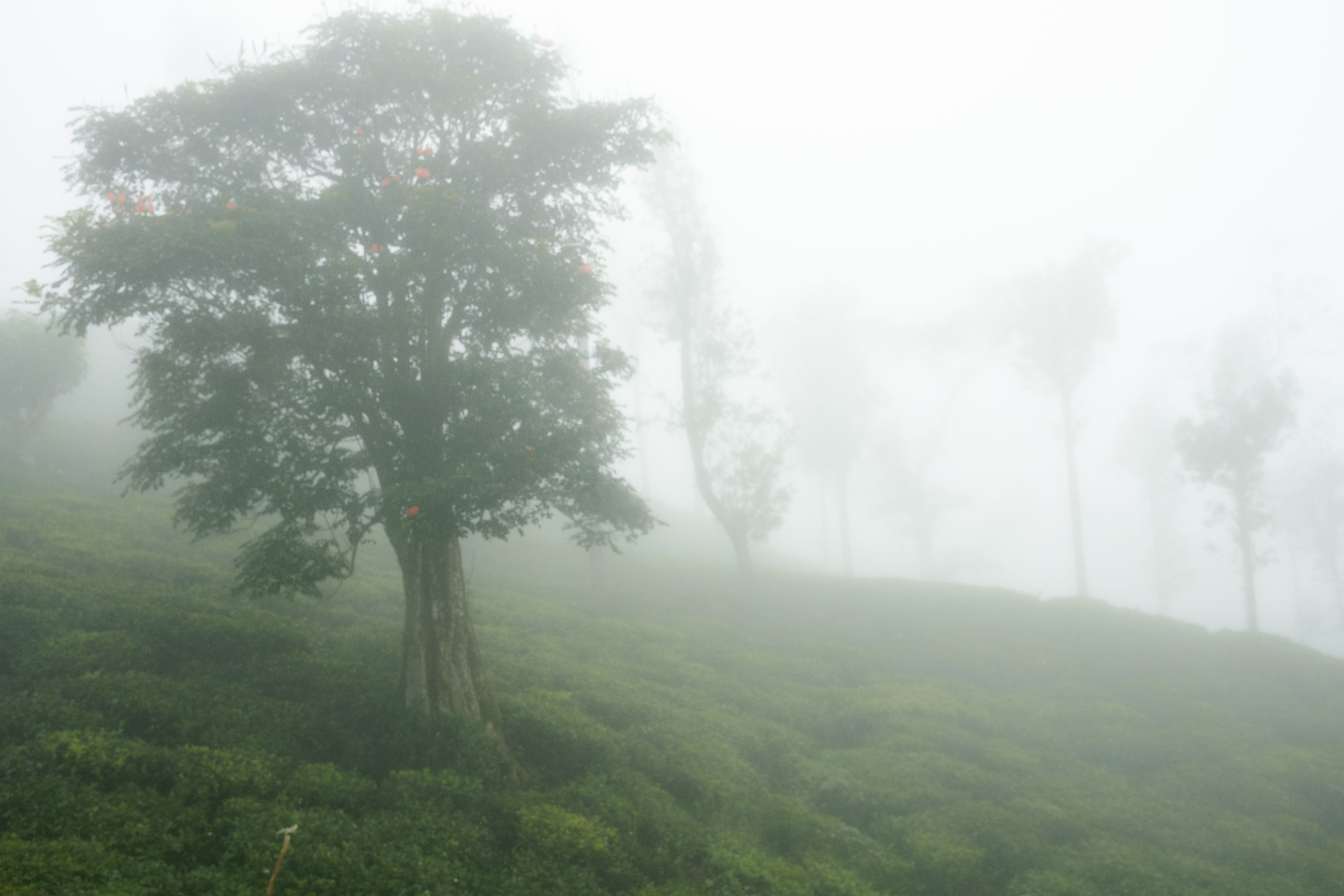 Misty landscape with solitary tree in fog