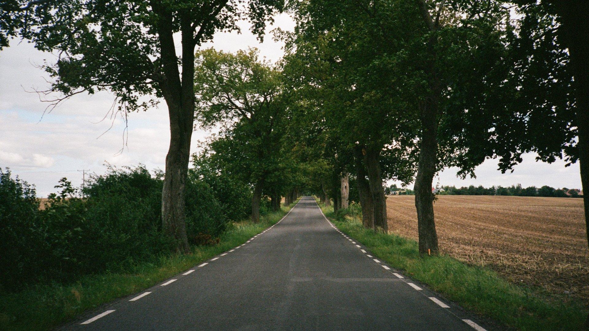 Empty country road lined with trees and fields