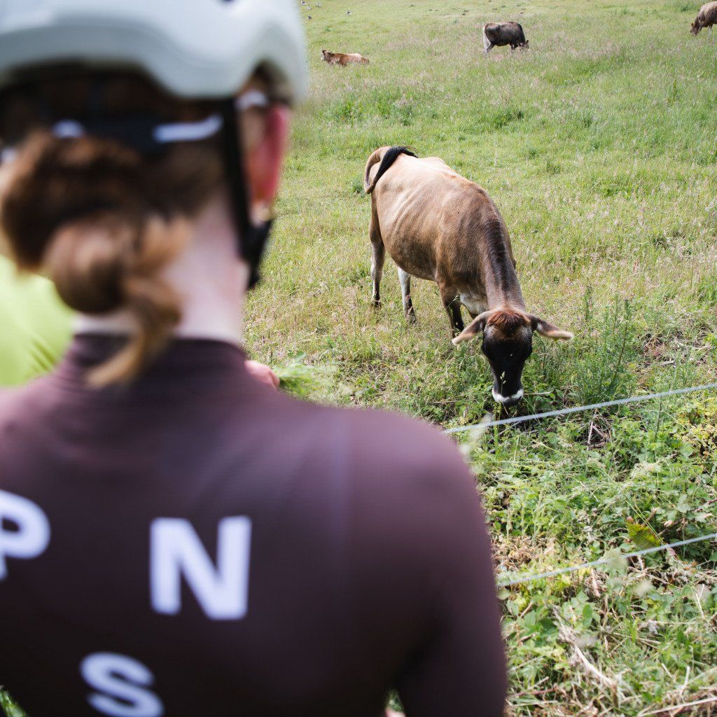Model wearing purple jersey with white logo cycling past grazing cows in countryside field