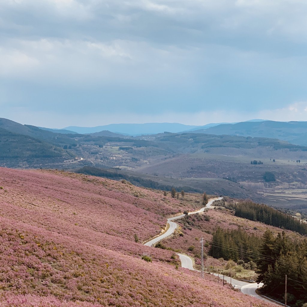 Winding road through purple heather-covered hills with mountain landscape backdrop
