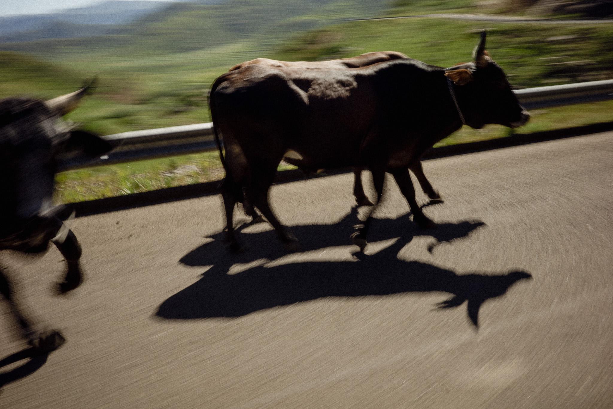 Cattle crossing road in rural landscape with motion blur
