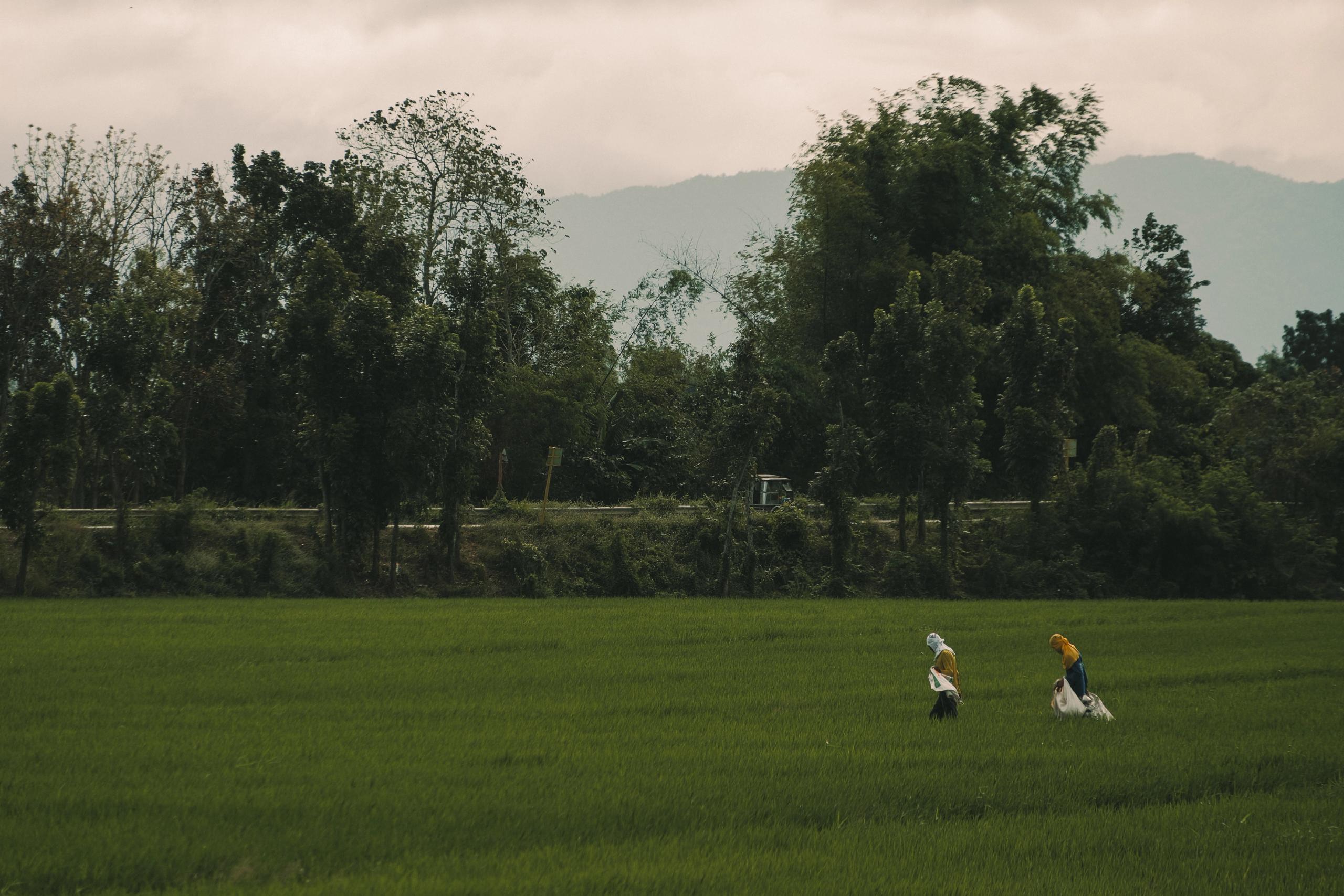 Two cyclists riding through green rice field with mountains and trees in background