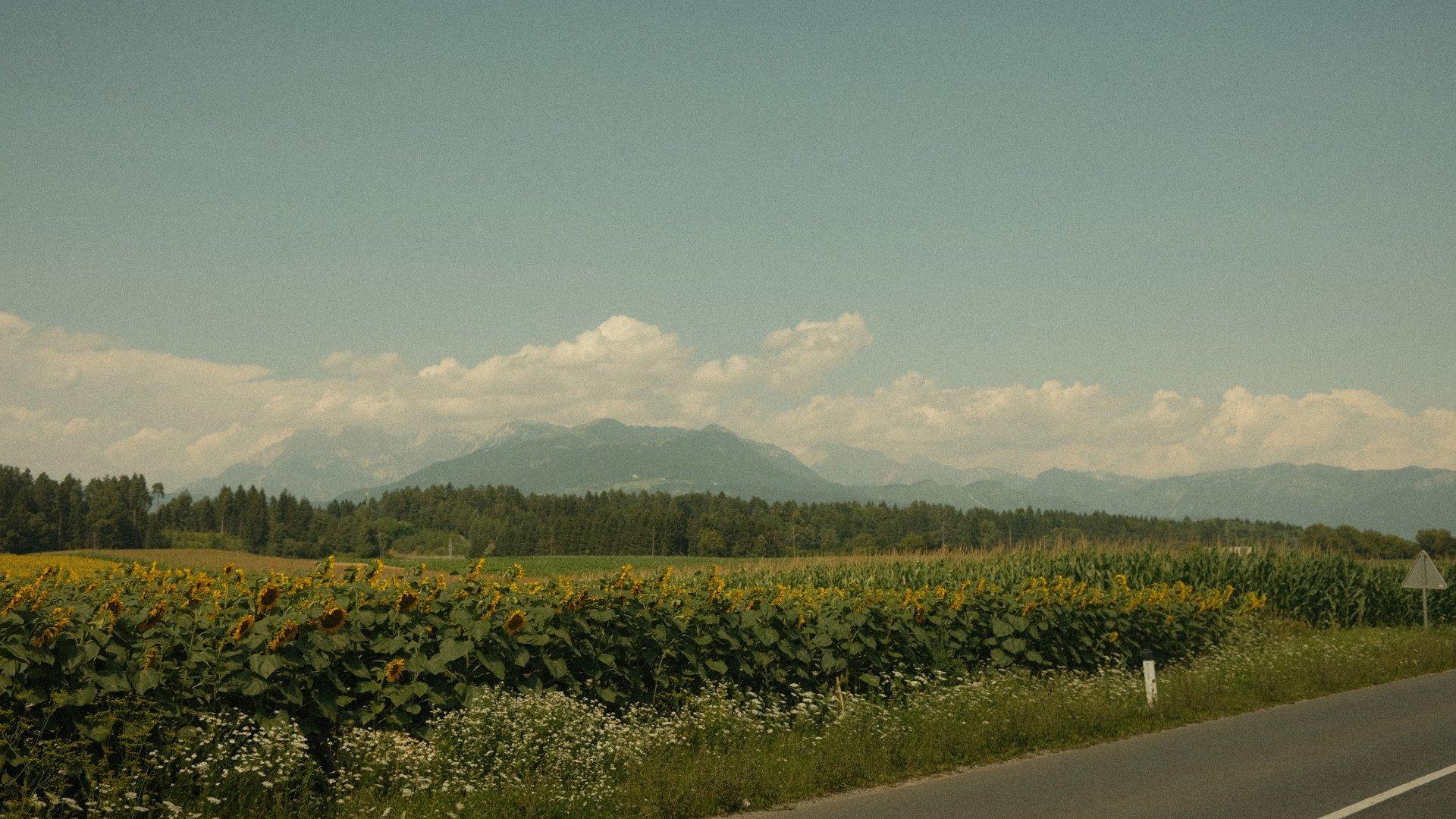 Rural road winding through Slovenian countryside with sunflower fields and mountains in distance