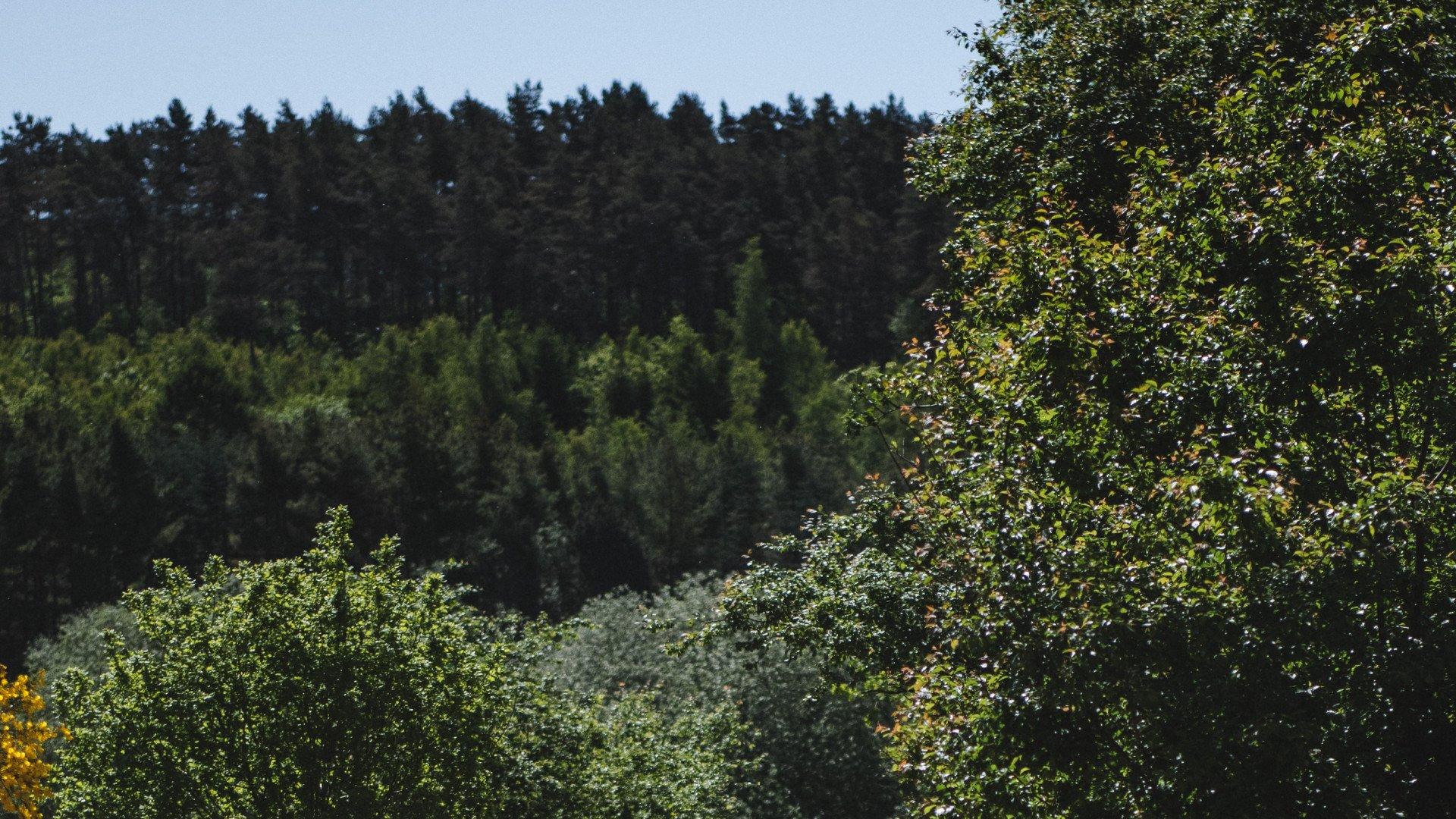 Forest landscape with green trees and blue sky