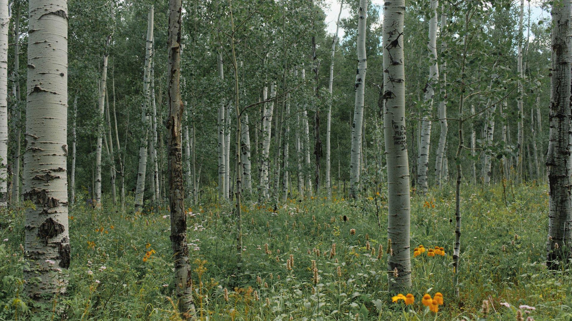 Aspen forest with white birch trees and wildflowers in natural setting