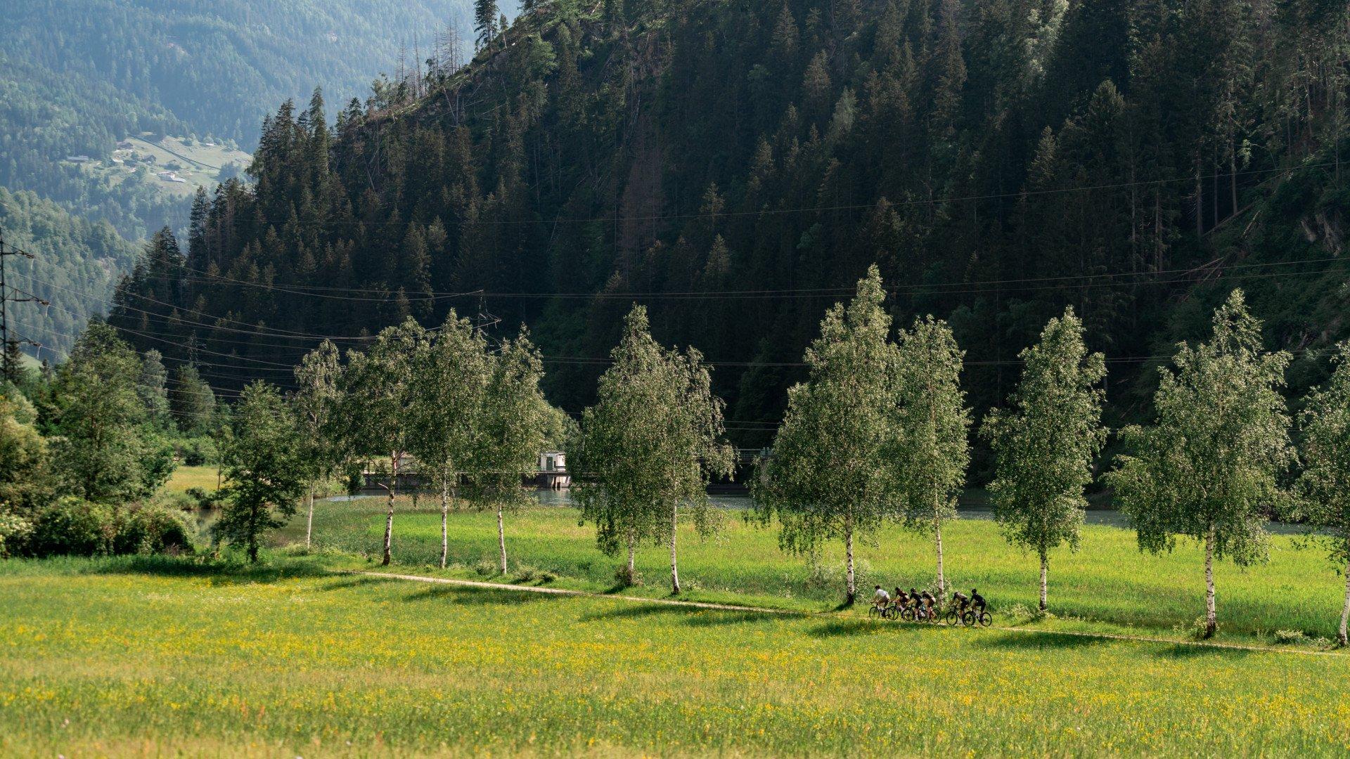 Cyclists riding through Alpine valley with yellow wildflower meadows and mountain backdrop
