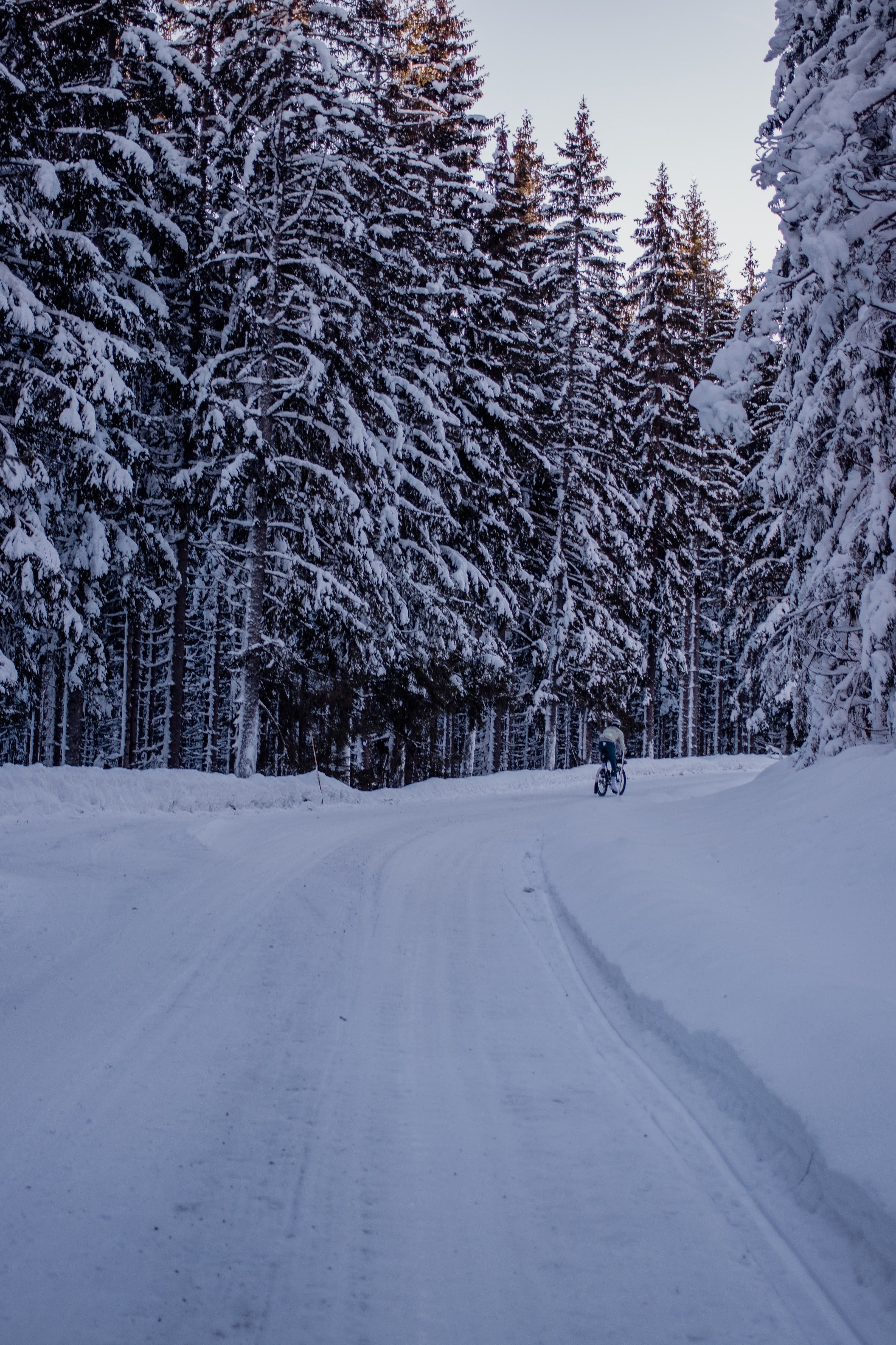 Cyclist riding through snow-covered forest road with snow-laden pine trees