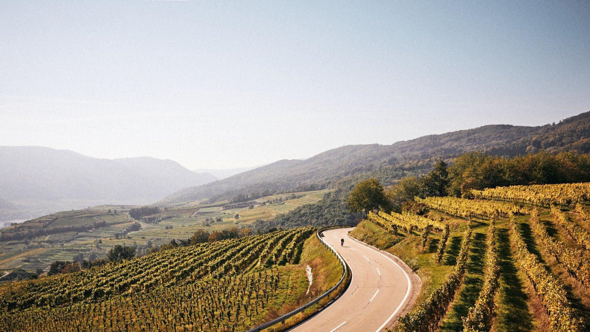 Cyclist on winding road through autumn vineyard landscape with mountains in background