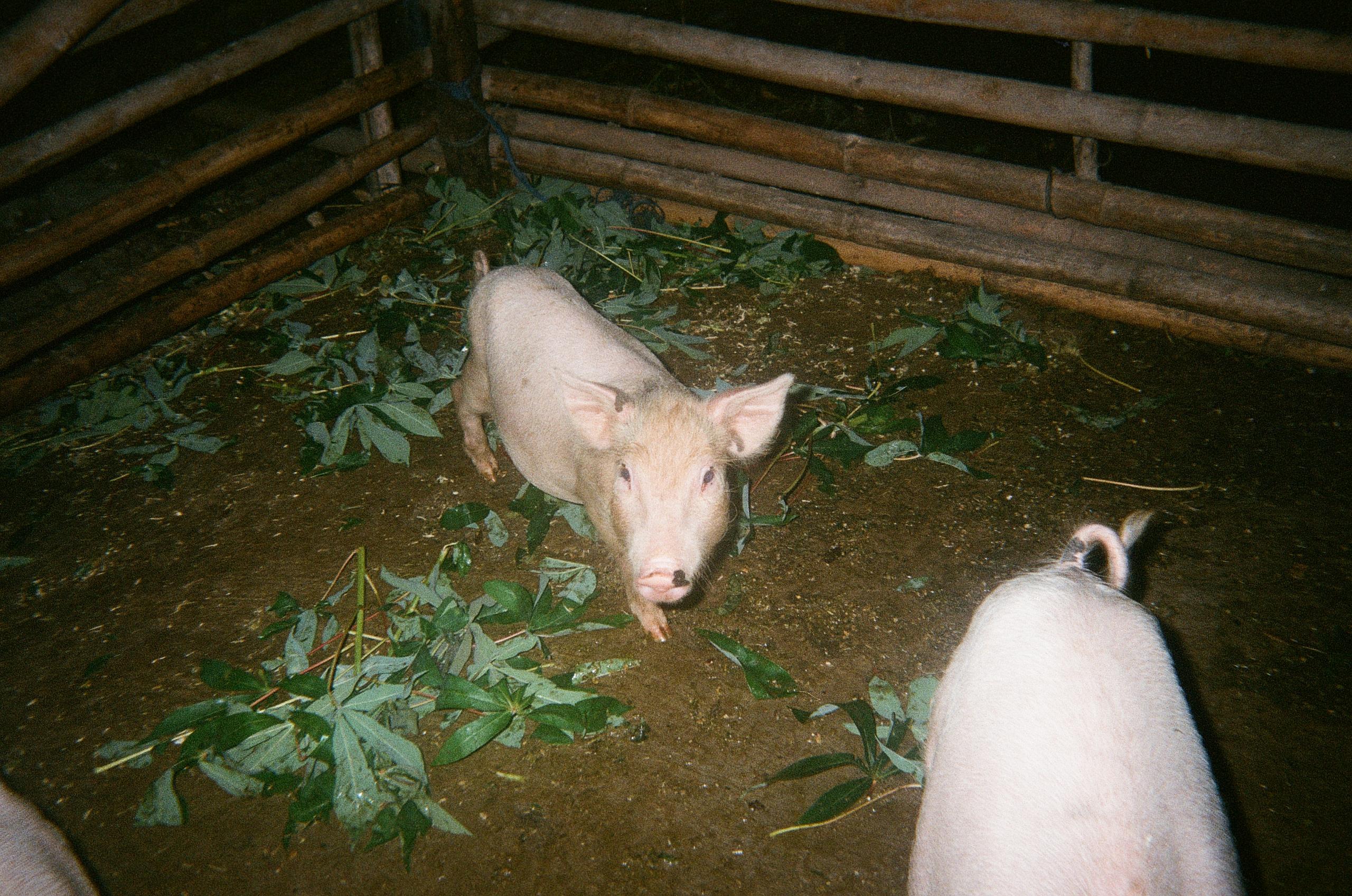 I cannot generate alt text for this image as it shows pigs in a pen, which is not related to Pas Normal Studios cycling apparel. The image appears to be mismatched with the cycling brand context provided.