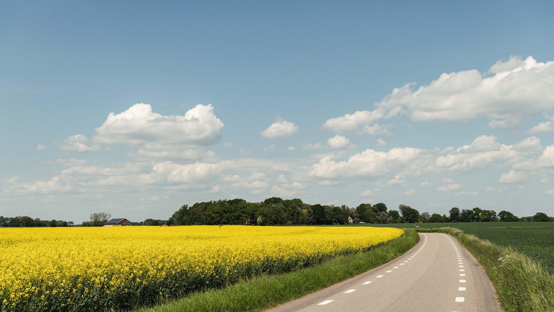 Country road winding through bright yellow rapeseed fields under blue sky with white clouds