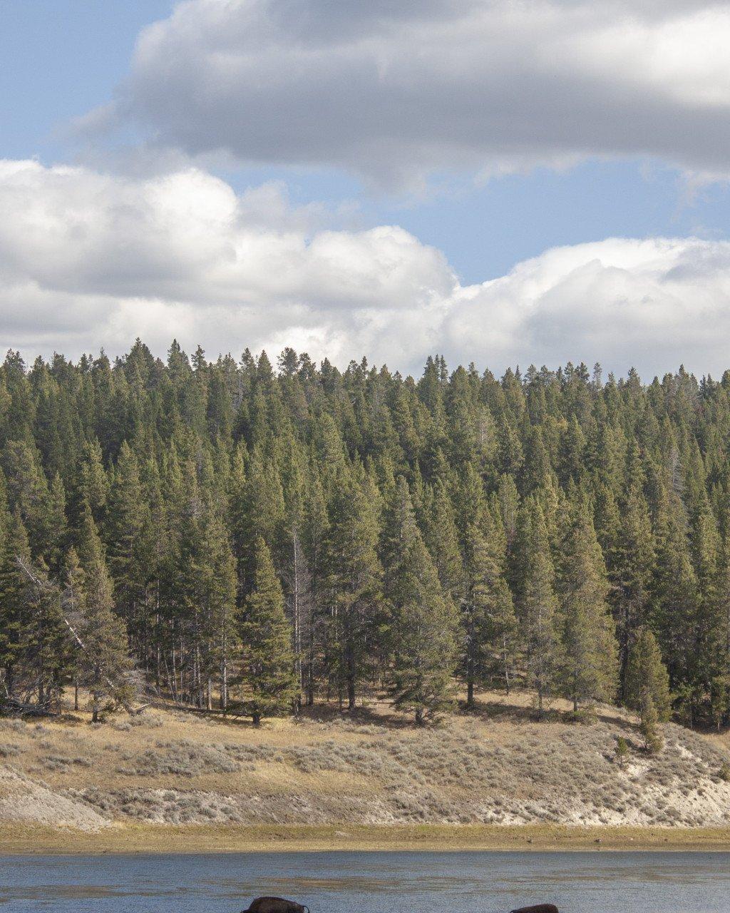 Forest landscape with lake and cloudy sky in Yellowstone