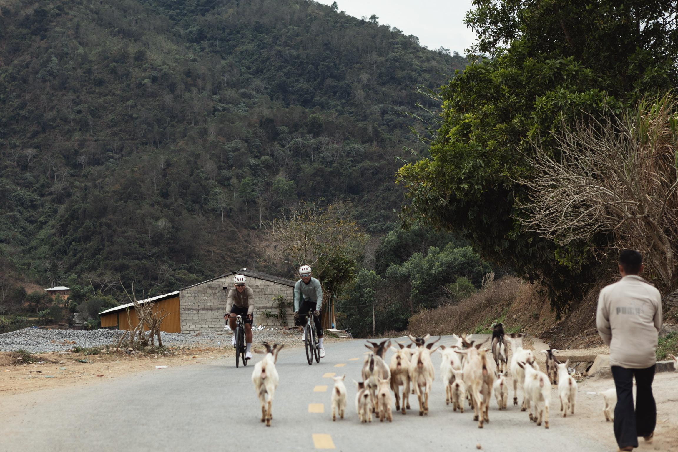 Two cyclists riding past herd of goats on mountain road in rural valley setting