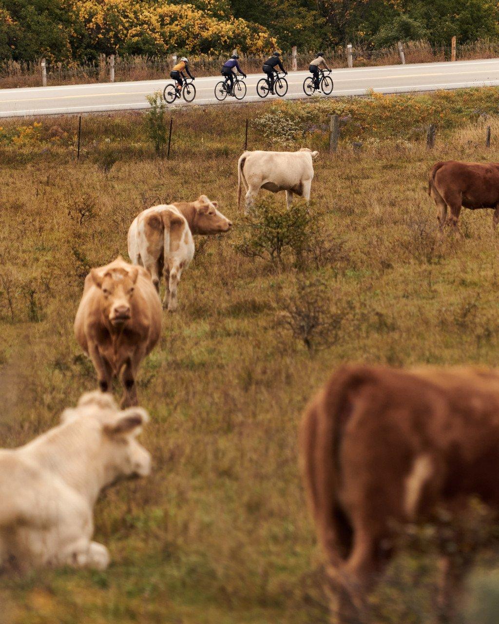Cyclists in aerodynamic position riding past grazing cattle in rural countryside