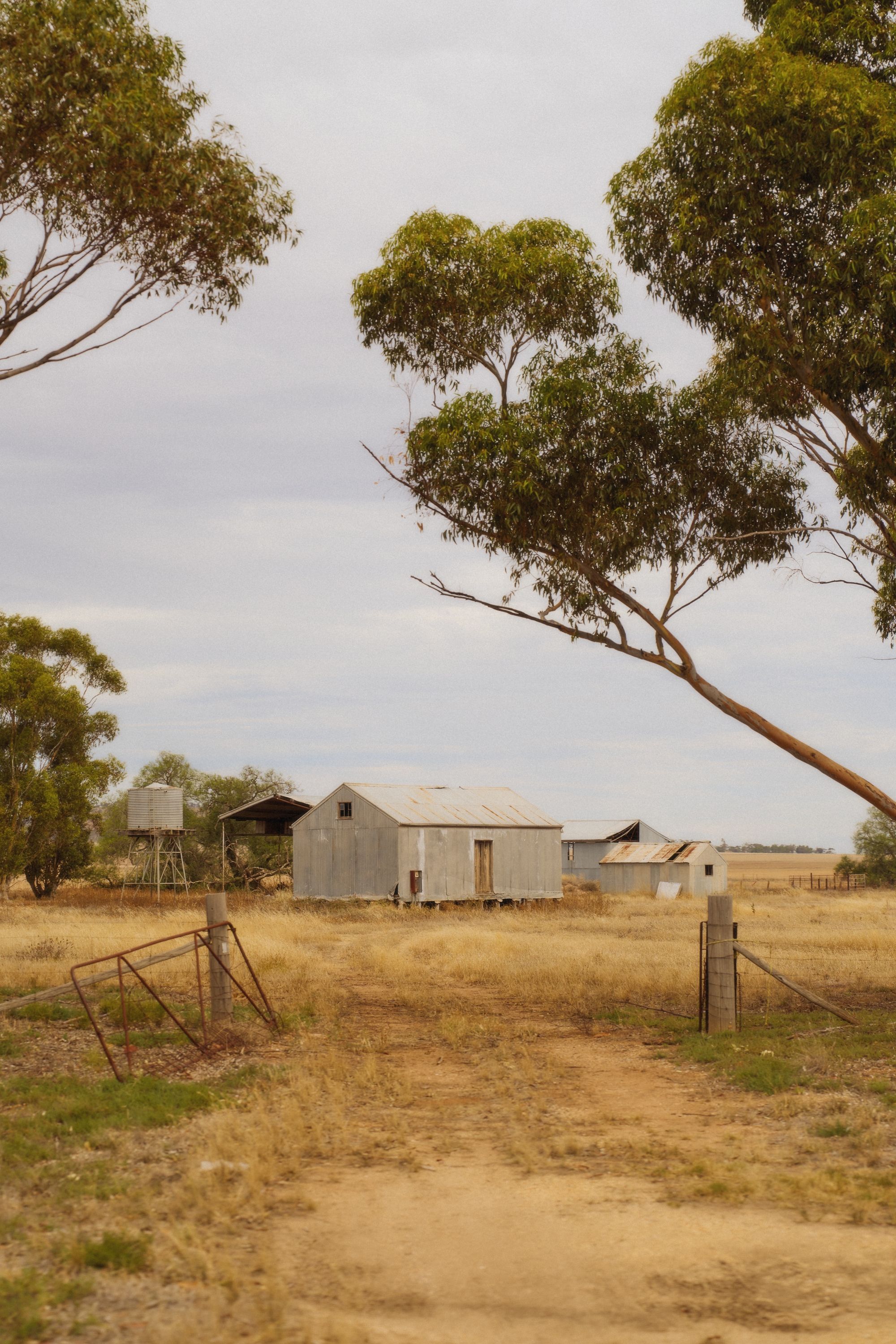Rural landscape with farm buildings and eucalyptus trees under overcast sky