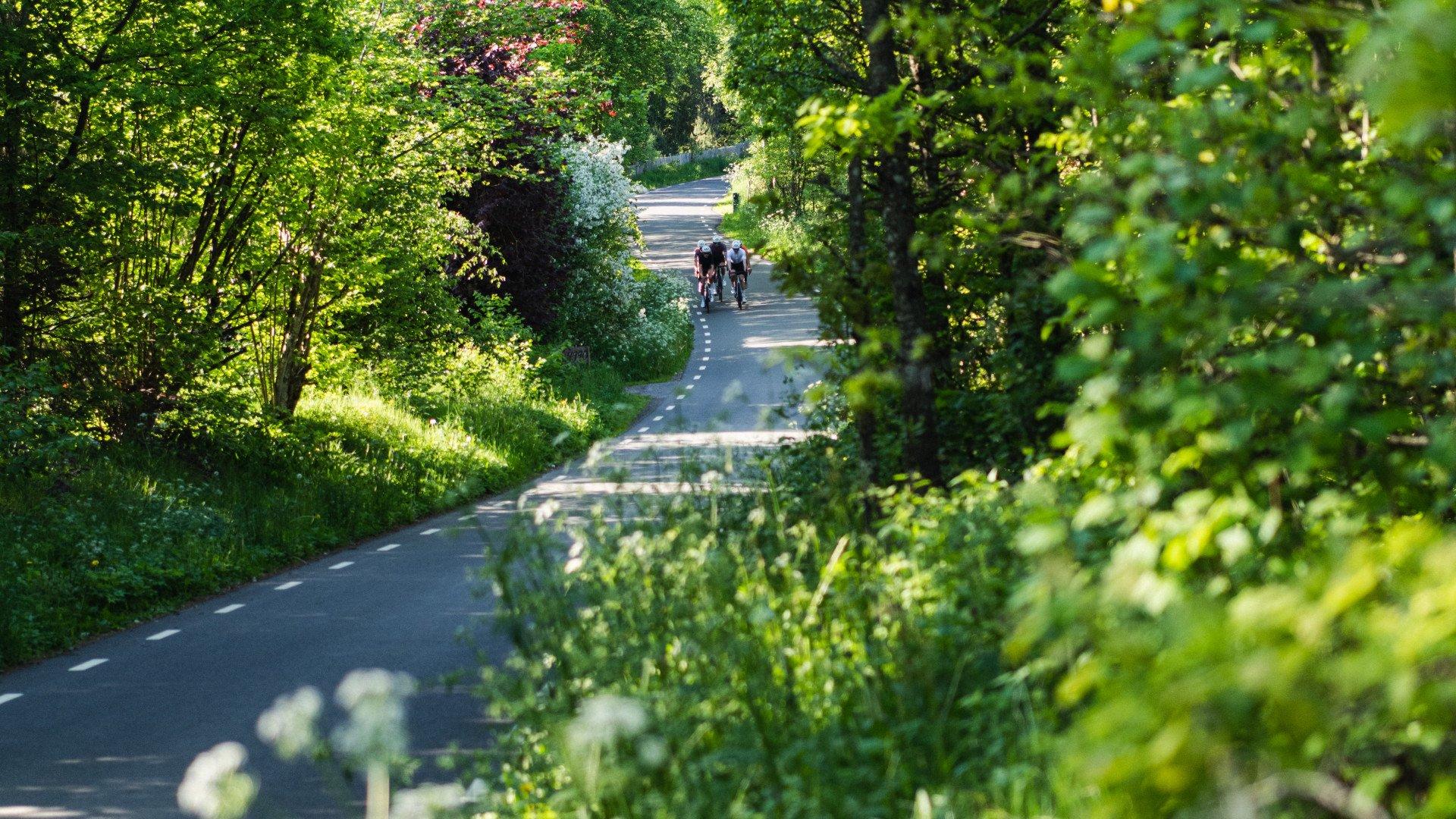 Cyclists riding on tree-lined country road in Skåne, Sweden