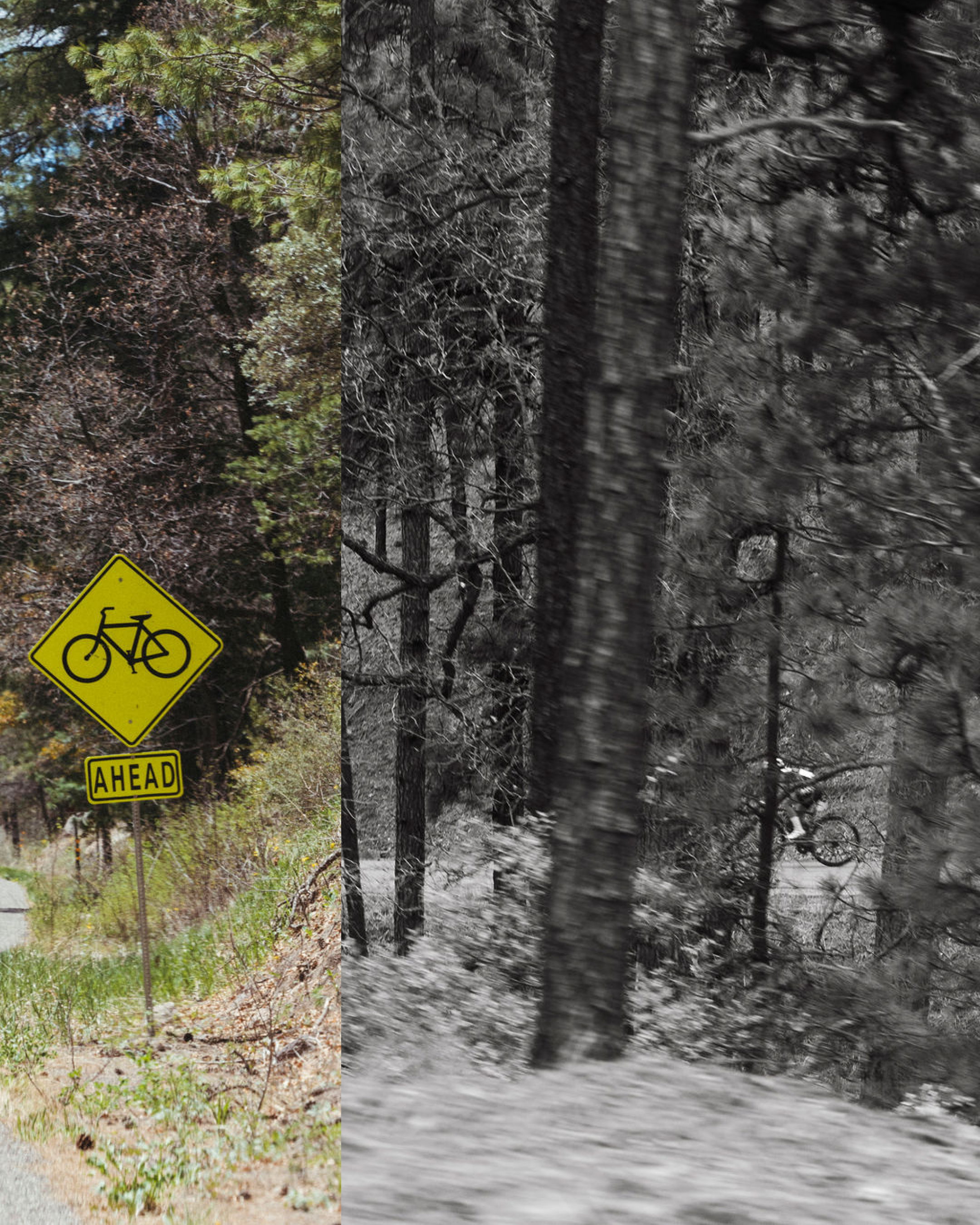 Cyclist on forest trail with yellow bike crossing sign