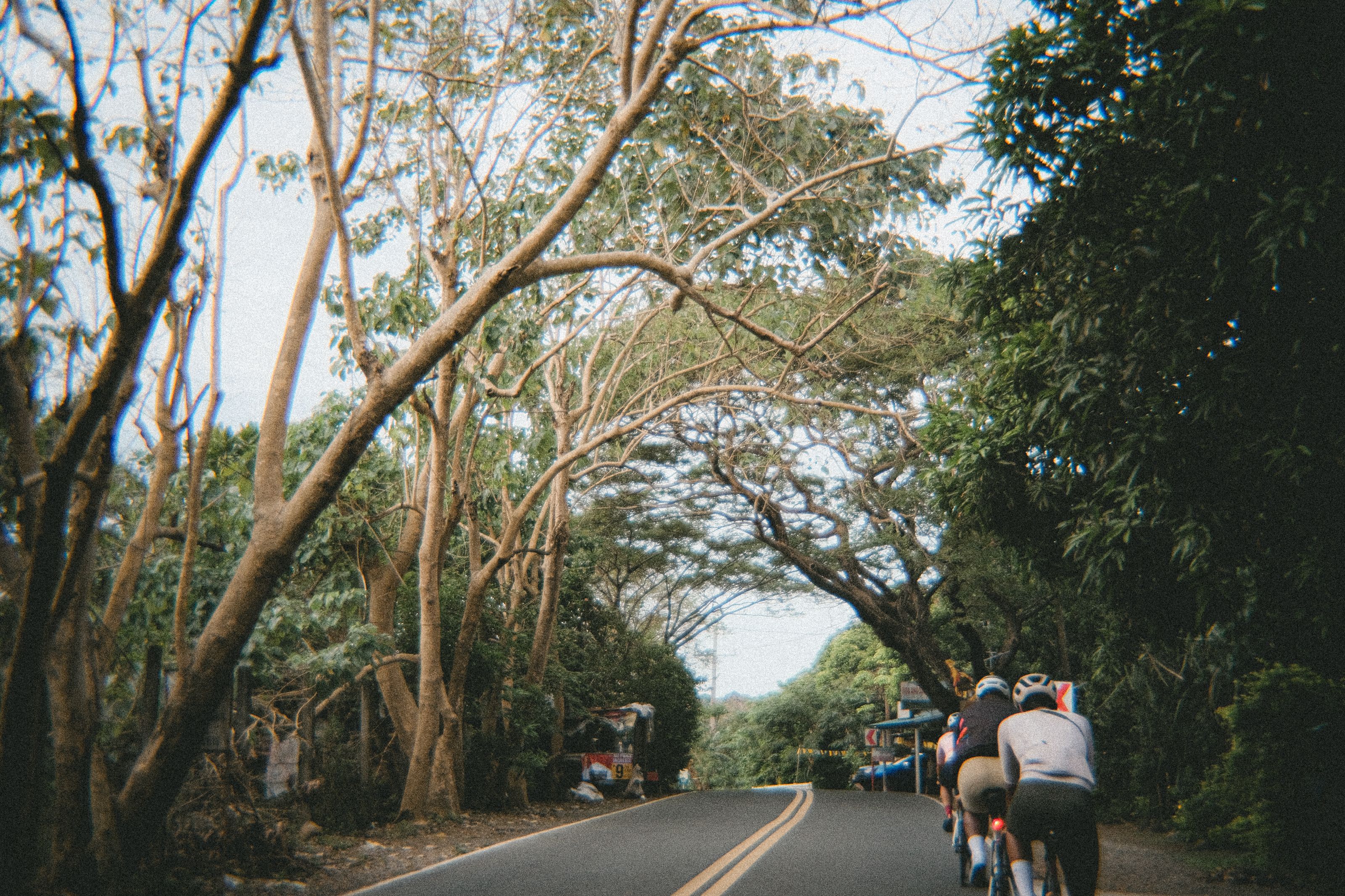 Cyclists riding through tree-lined road with natural canopy overhead