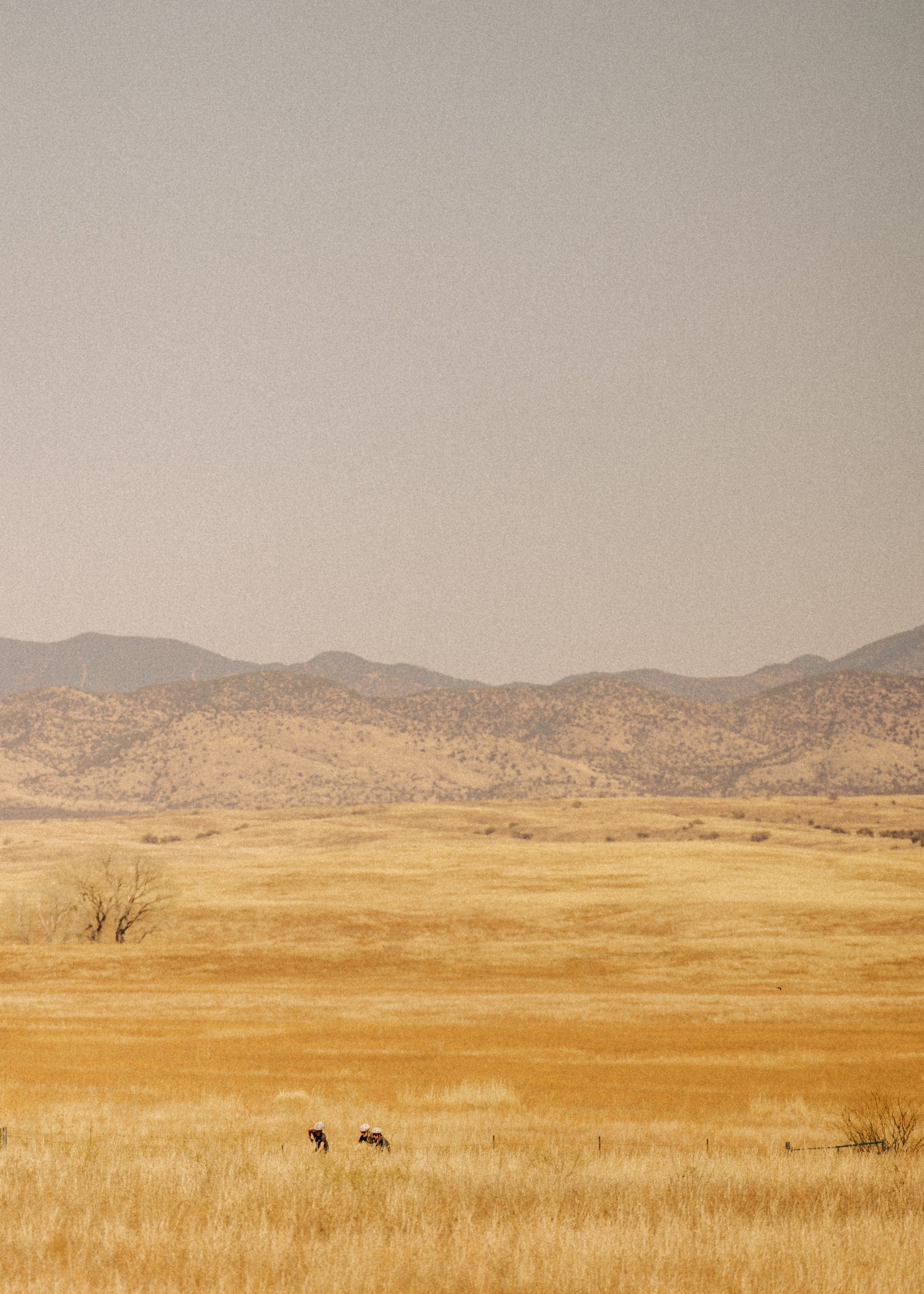 Desert landscape with golden grassland, distant mountains, and grazing cattle under overcast sky
