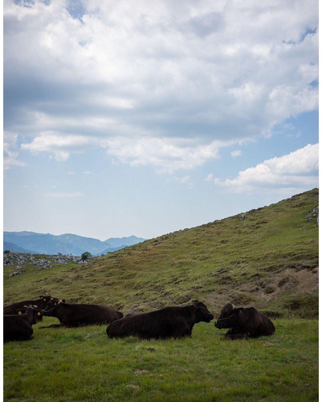 Rolling green hills with cattle resting in pastoral landscape under cloudy sky