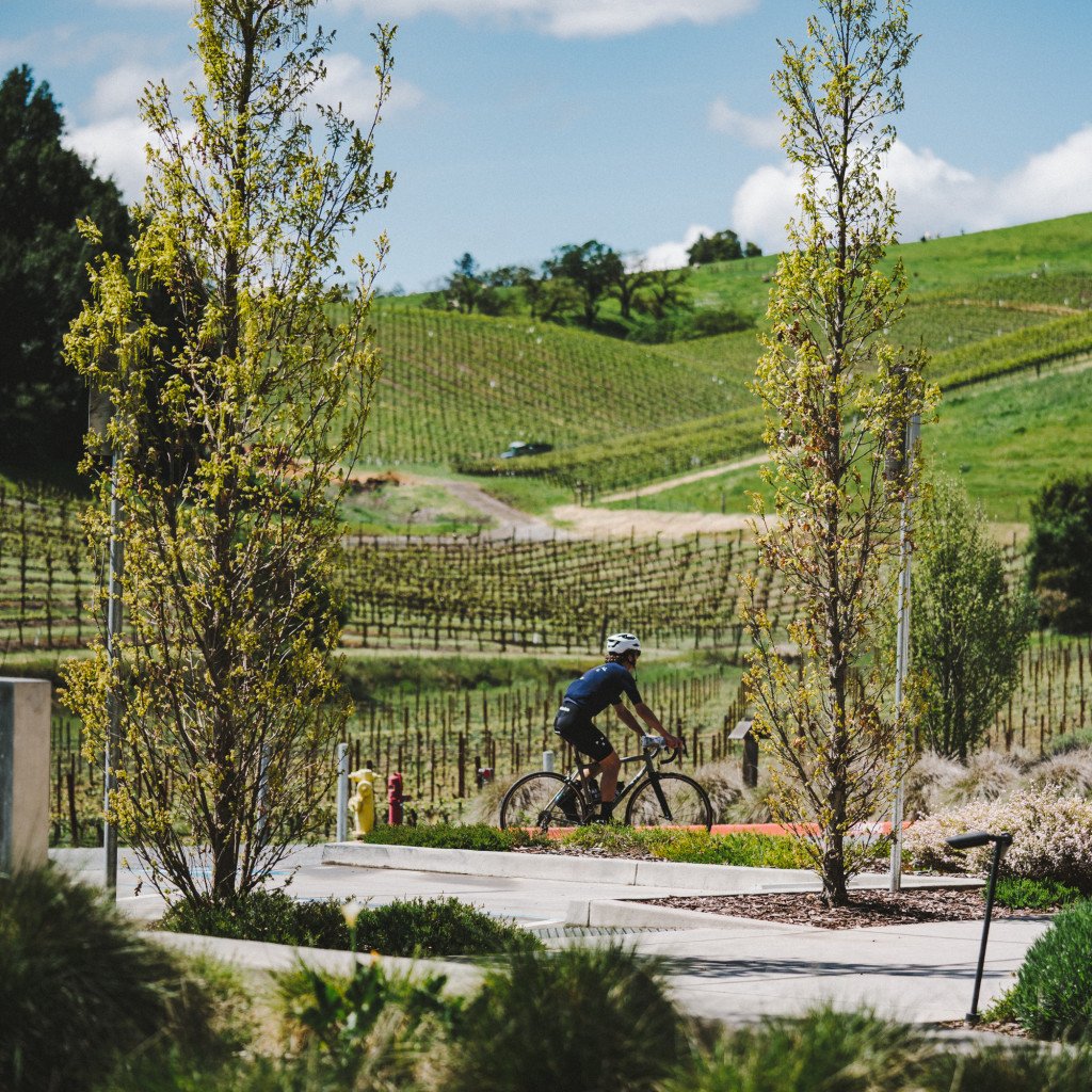 Cyclist in blue jersey riding through Sonoma wine country with rolling vineyard hills