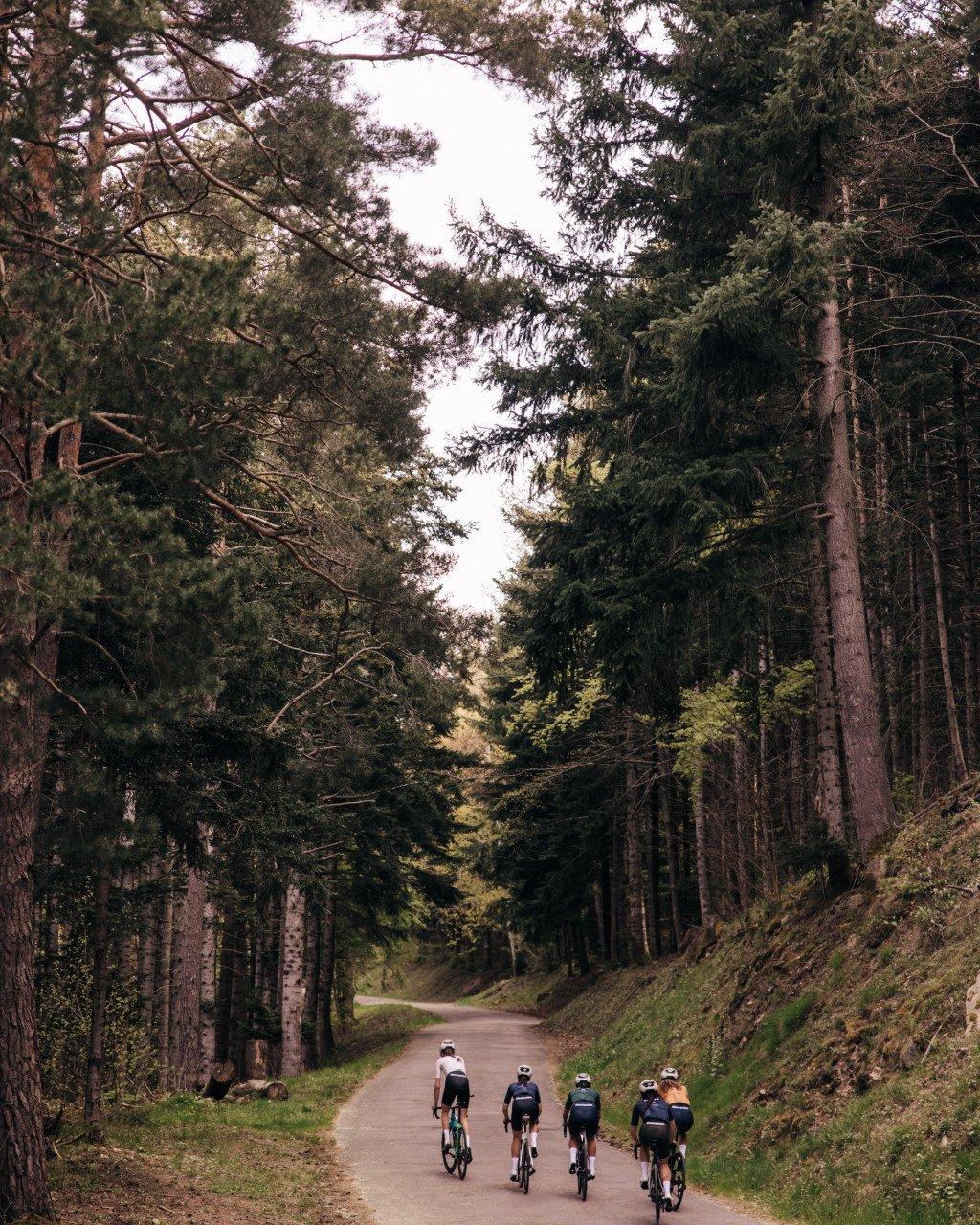 Cyclists riding through forest road lined with tall trees and birch trunks