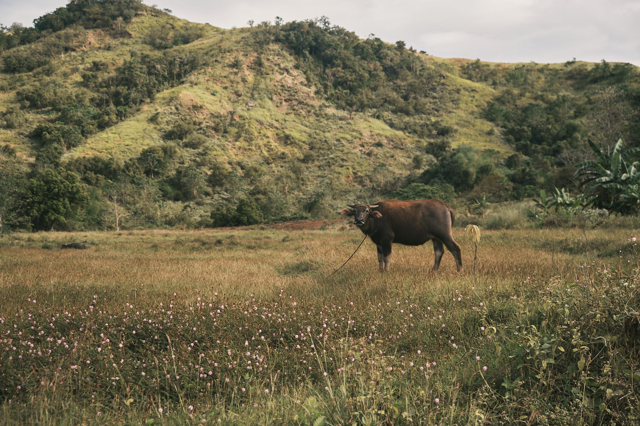 Cow grazing in rural hillside landscape with green rolling hills