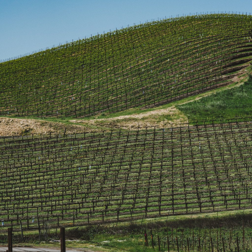 Rolling vineyard hills with rows of grapevines under blue sky in Sonoma County
