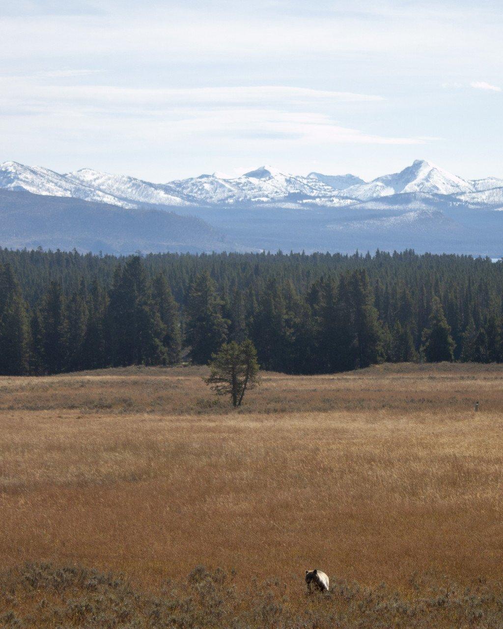 Mountain landscape with snow-capped peaks, forest, and grazing cattle in golden grassland