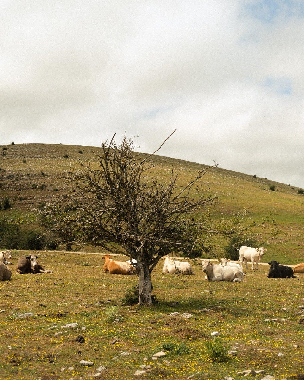 Rural landscape with cattle resting near bare tree on rolling hills under cloudy sky